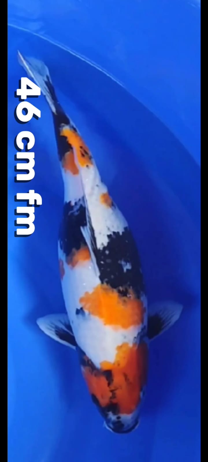 SHOWA 46cm
