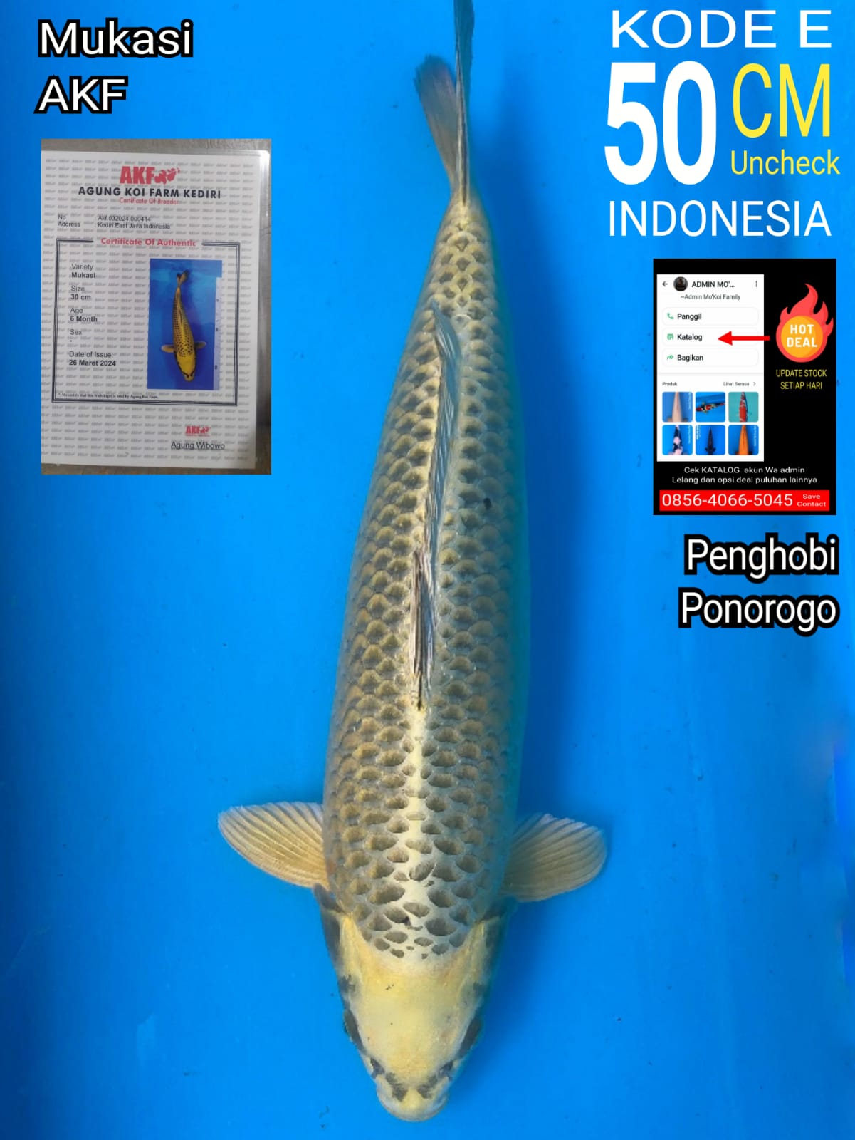 MUKASI AKF 50cm