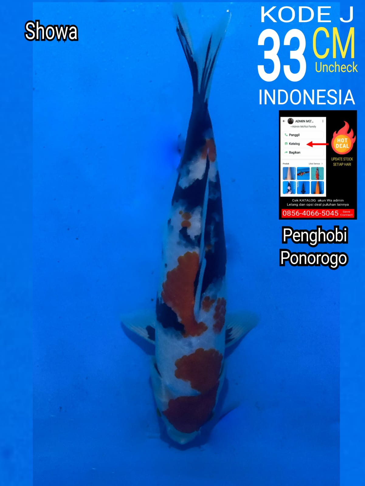 SHOWA 33cm