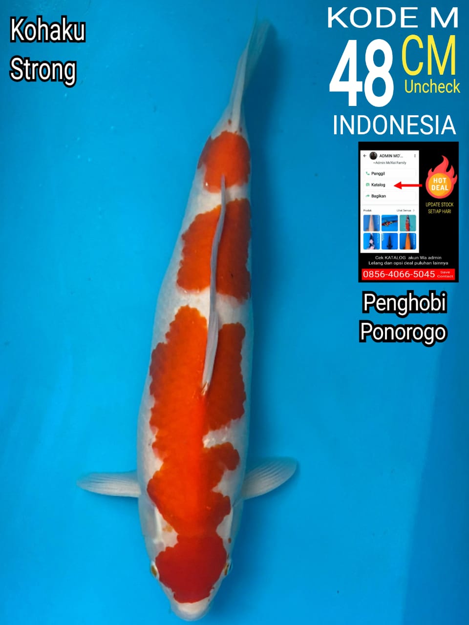 KOHAKU STRONG 48cm