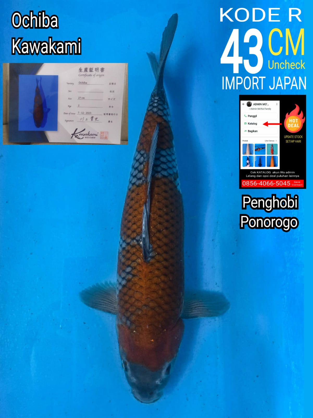 OCHIBA KAWAKAMI 43cm