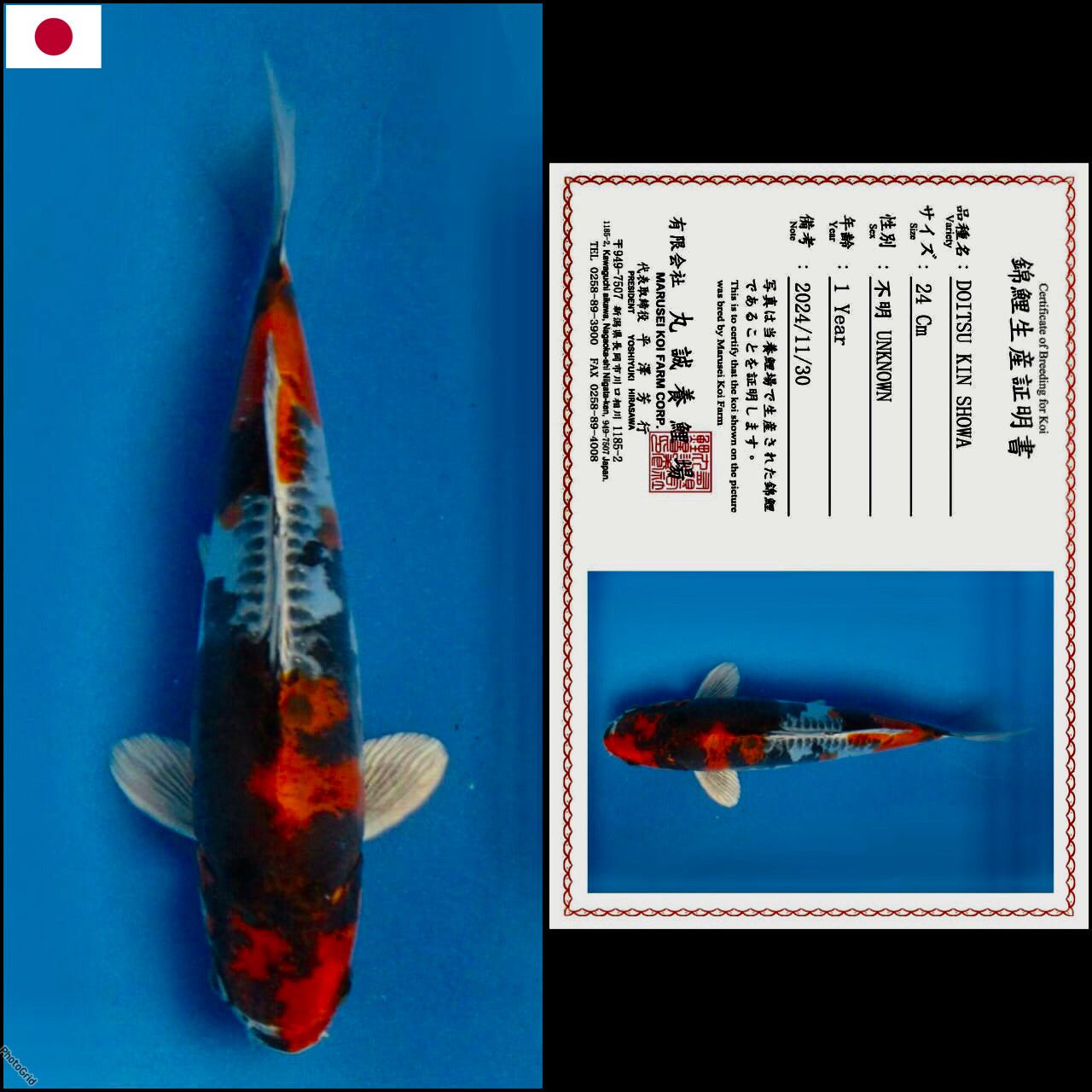 DOITSU KIN SHOWA IMPORT MARUSAI MALE 24cm