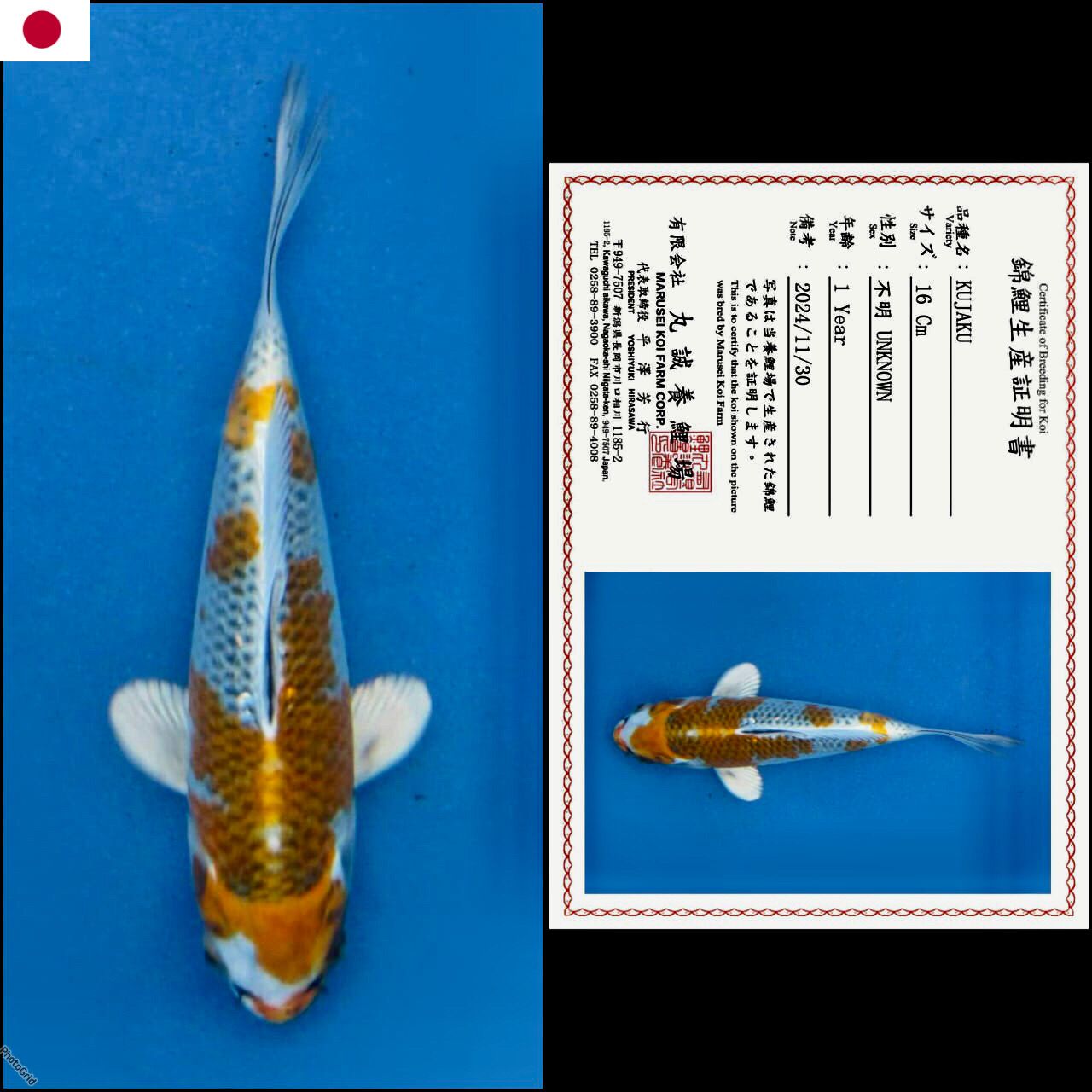 KUJAKU IMPORT MARUSAI MALE 17cm
