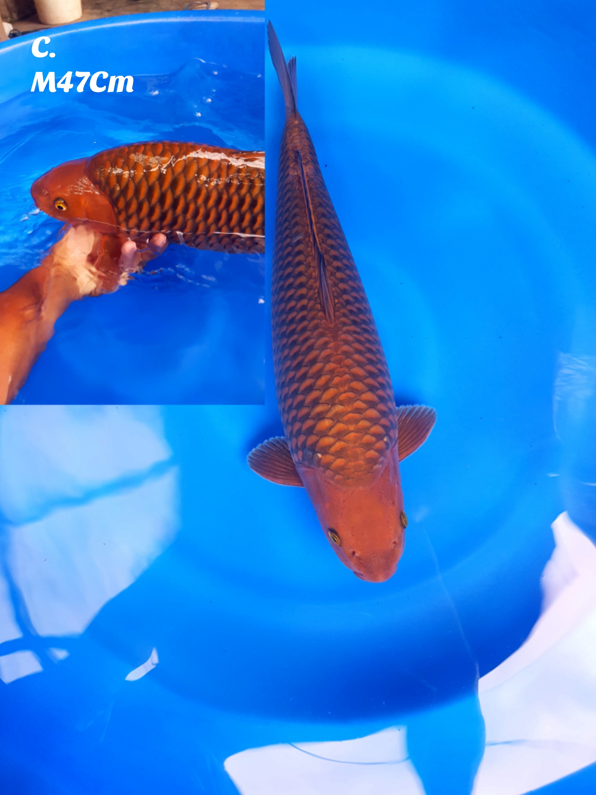 CAGOI TEMBAGA SUPER BABYFACE OVER PUNUK CALON JUMBO BREED MADINA AZIZ MALE 47cm