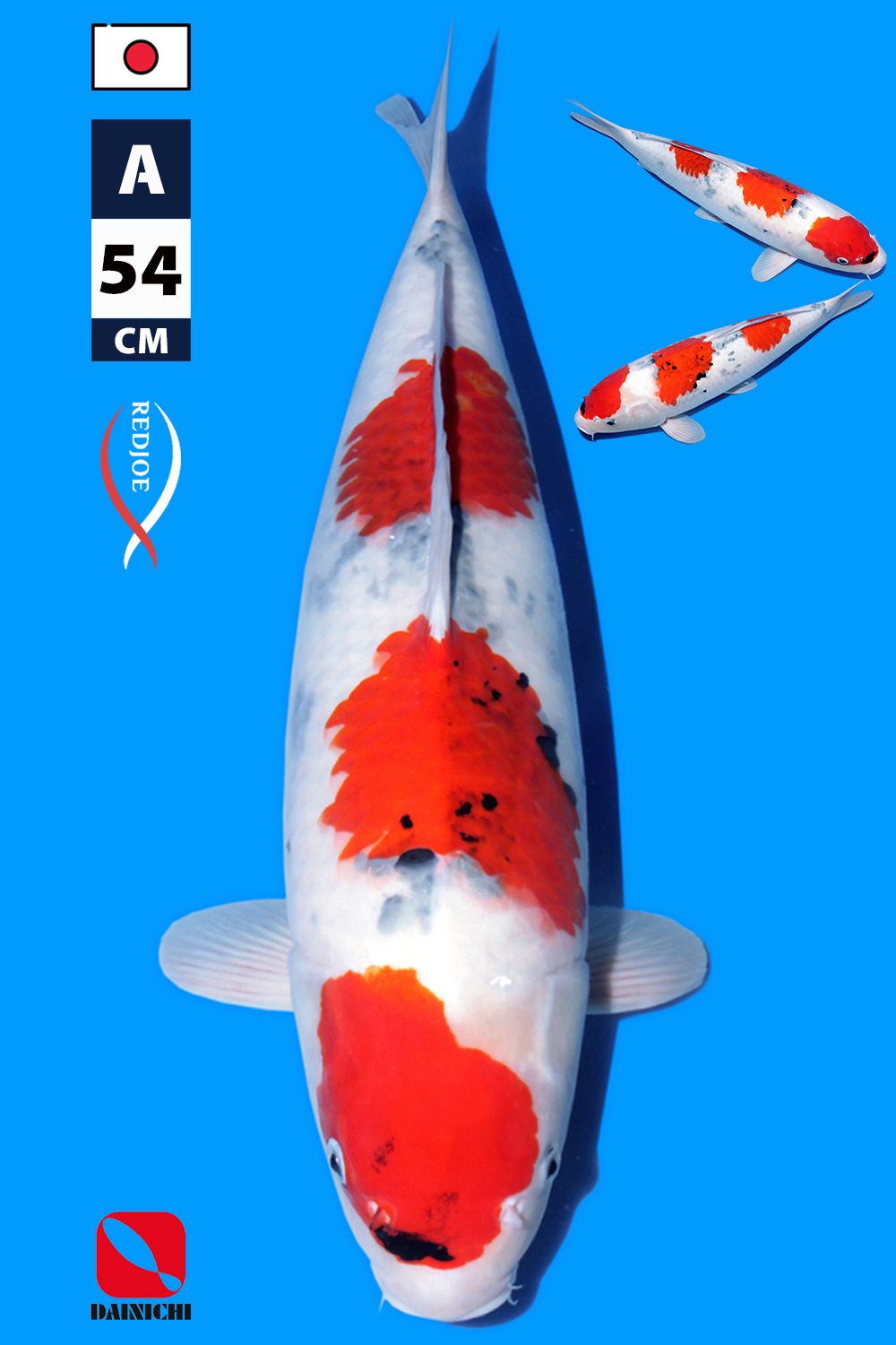 SUPER QUALITY SHOWA DAINICHI KOI FARM JAPAN SUPERB PATTERN HOLOGRAM CERTIFICATE 54cm