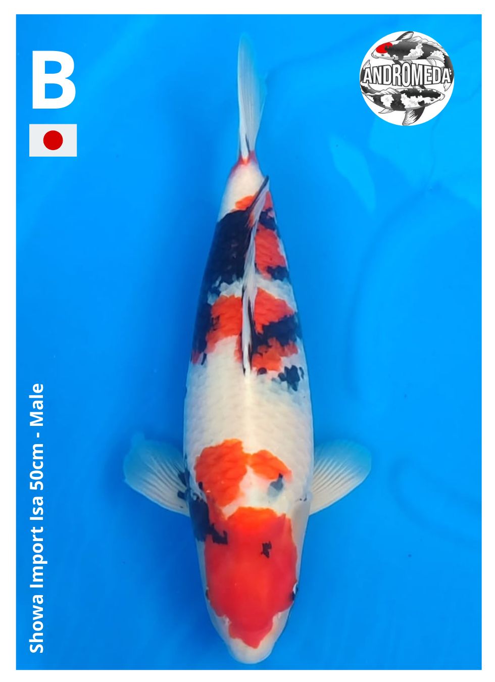 SHOWA IMPORT ISA 50cm