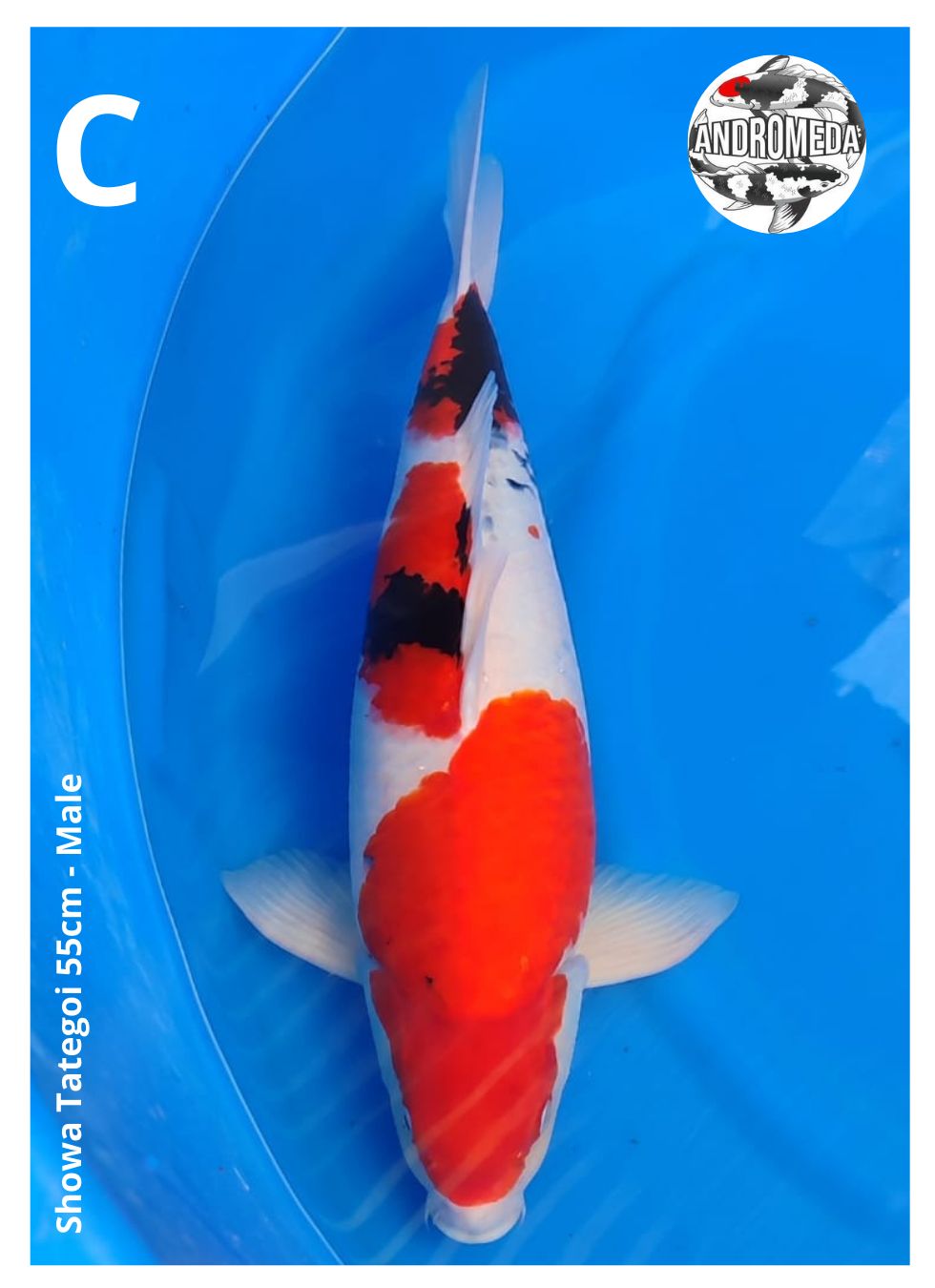 SHOWA TATEGOI 55cm