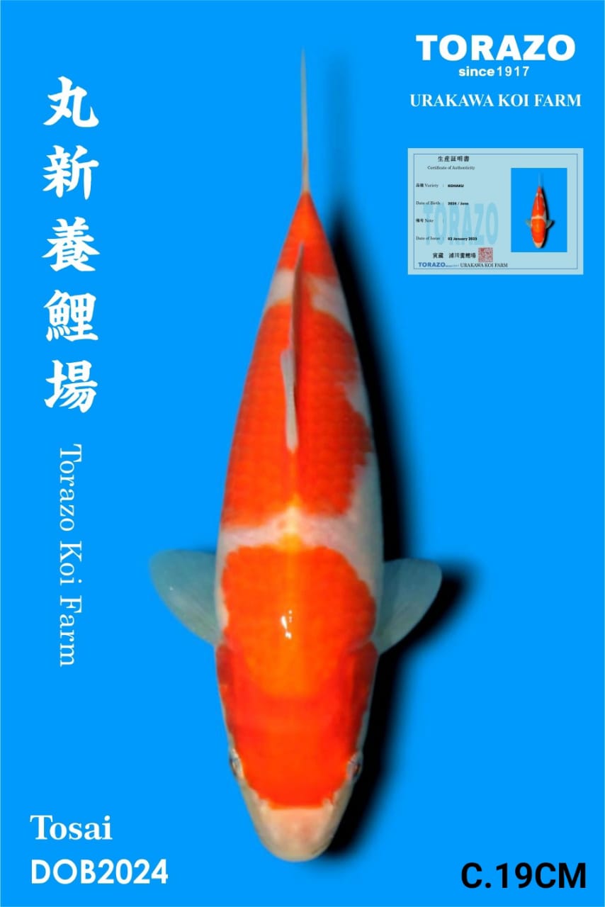 KOHAKU IMPORT TORAZO BEST QUALITY KOI FARM19cm