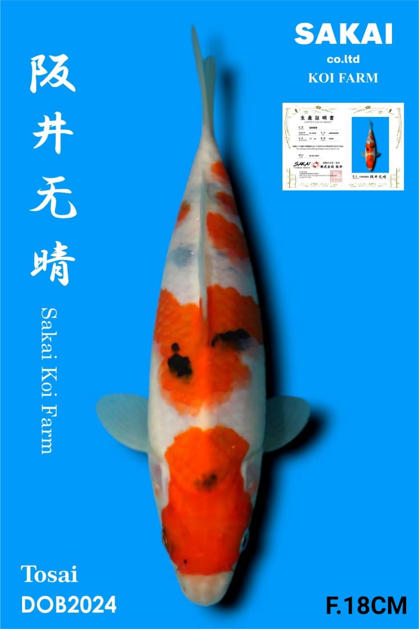 SANKE IMPORT SAKAI BEST QUALITY KOI FARM18cm
