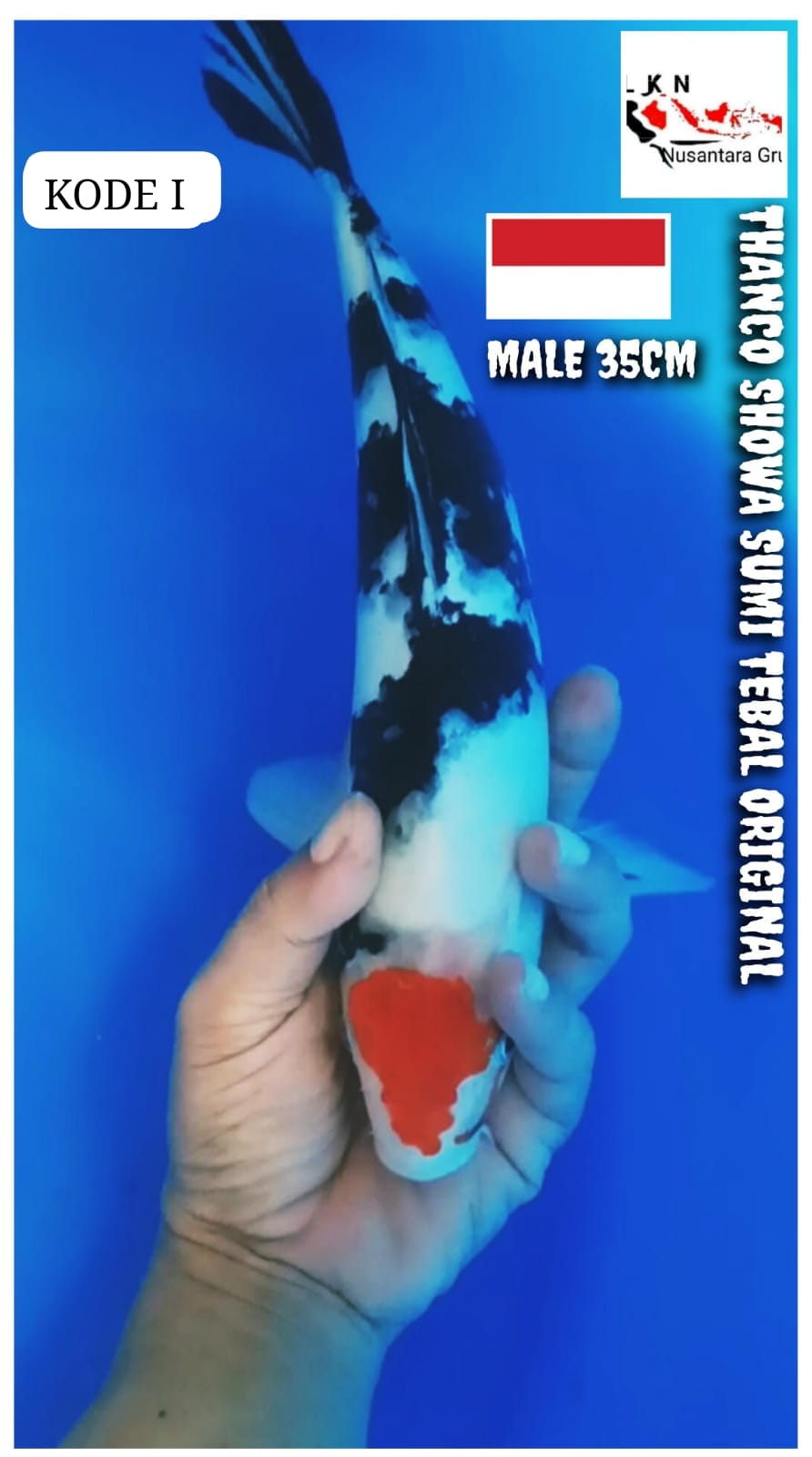 TC SHOWA MALE ORIGINAL LOKASI BOJONEGORO 35cm