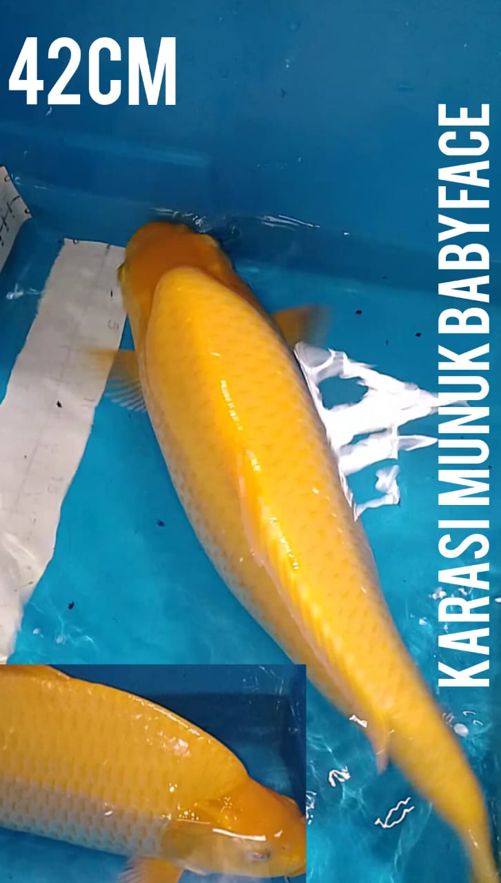 KARASHI MUNUK BABY FACE 42cm
