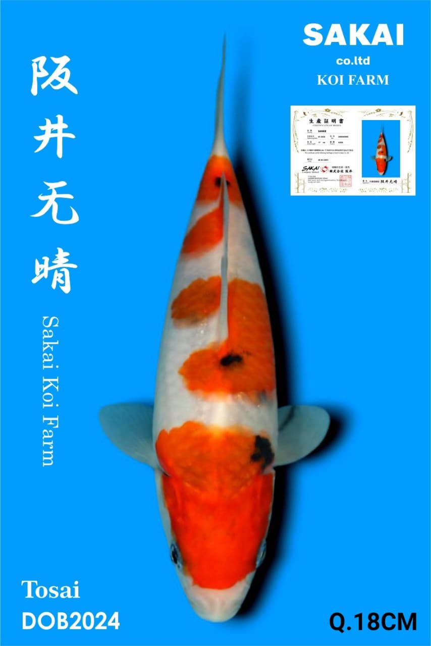 SANKE IMPORT SAKAI BEST QUALITY KOI FARM18cm