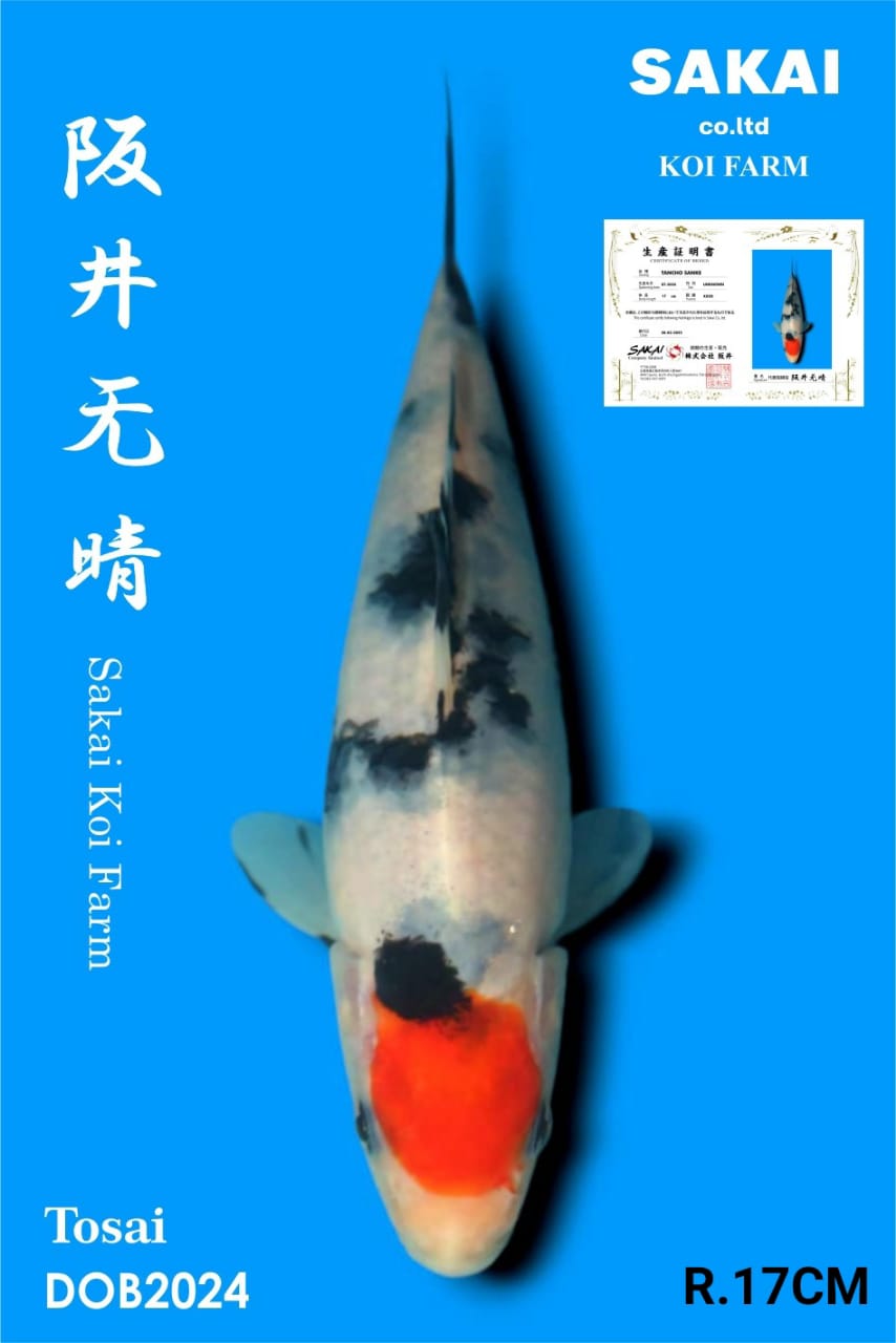 TANCHO SANKE IMPORT SAKAI BEST QUALITY KOI FARM17cm