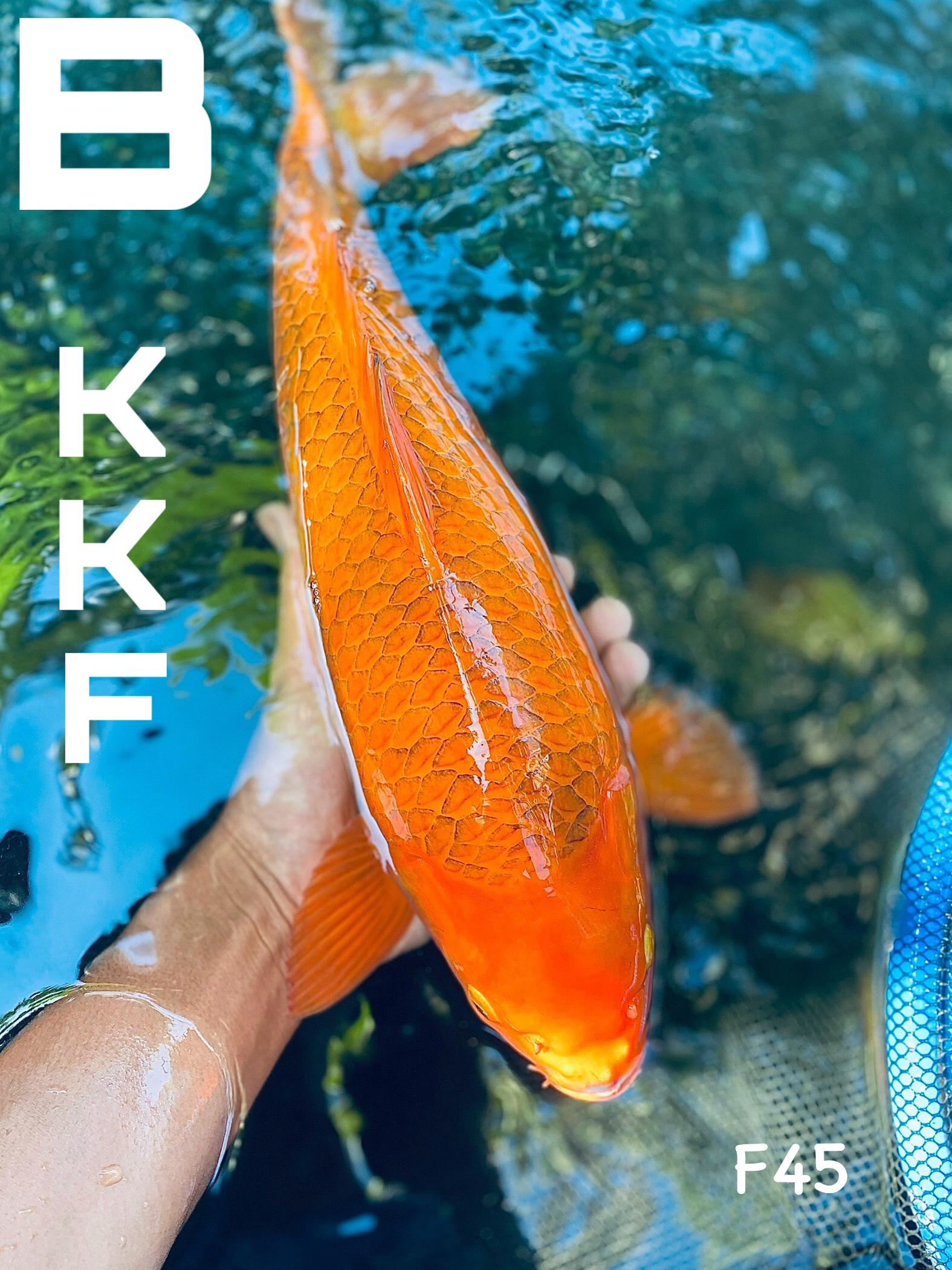 BODY RING CALON ISTIMEWA BREEDER KHUSNUL 45cm