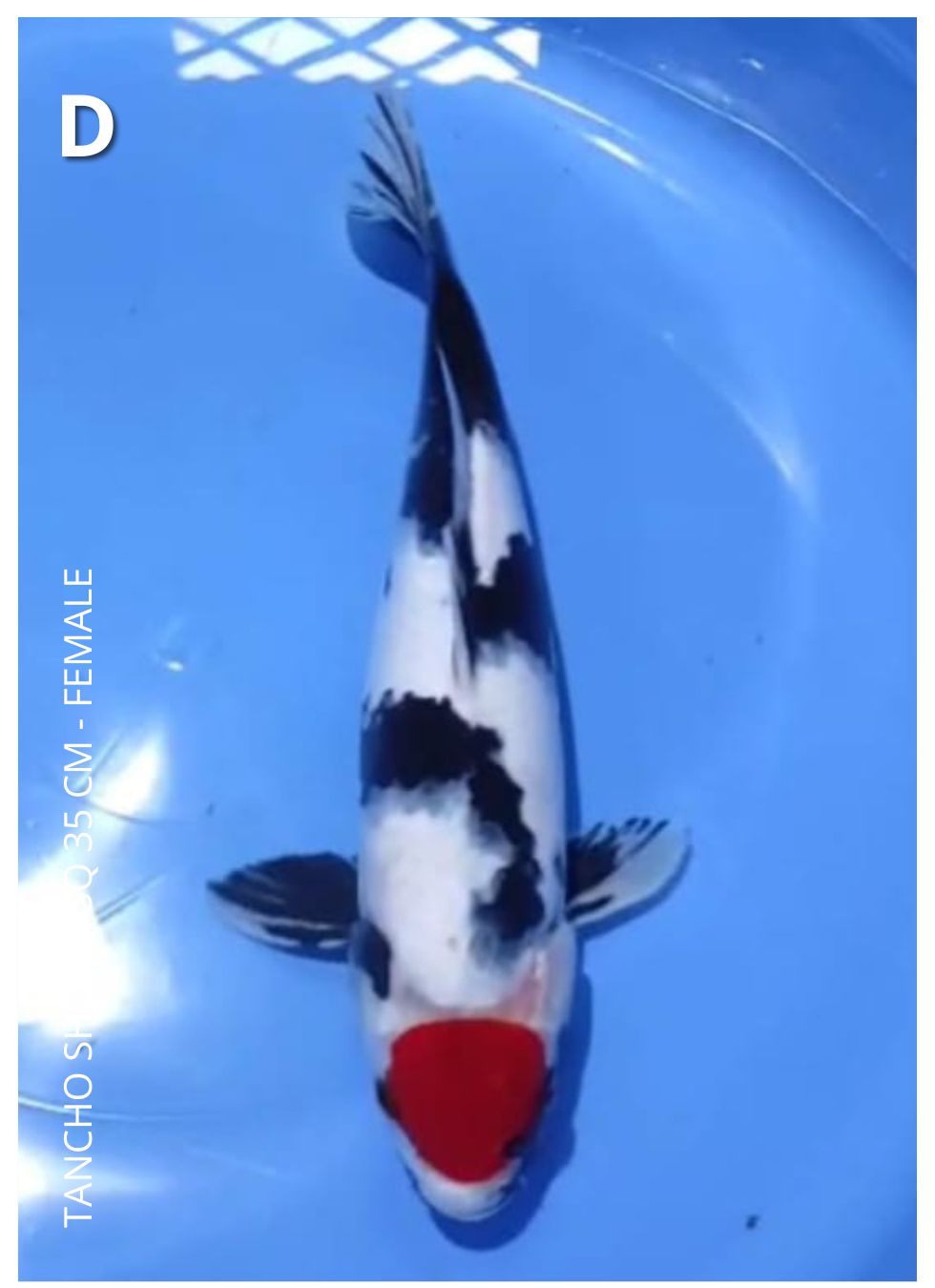 TANCHO SHOWA SQ 35cm