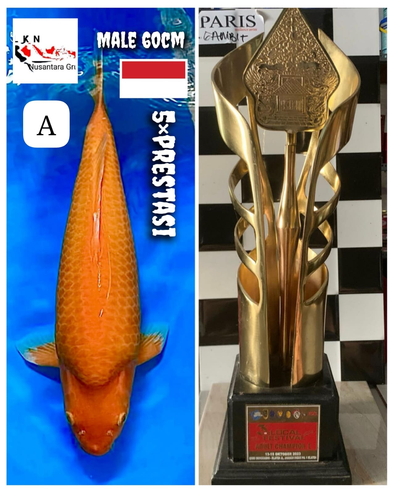 RED KARASYI JUMBO MALE INCLUDE TROPI 5 KALI PRESTASI JUARA LOKASI MAGETAN 60cm