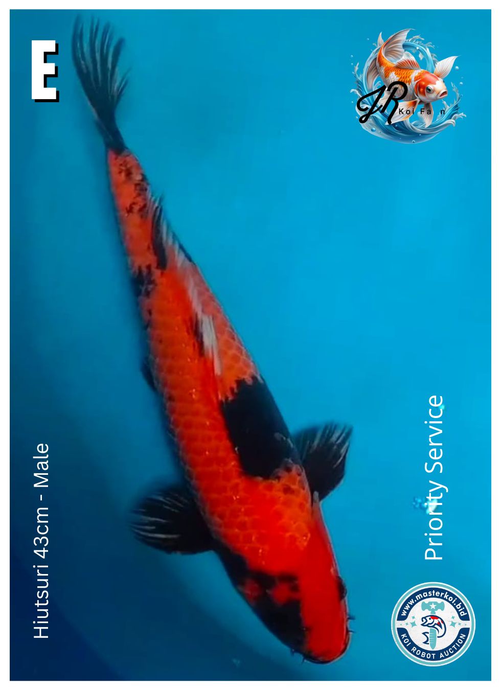 HIUTSURI 43cm