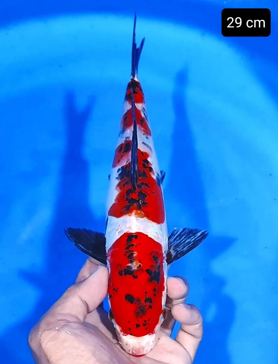 SANKE KIKO 29cm