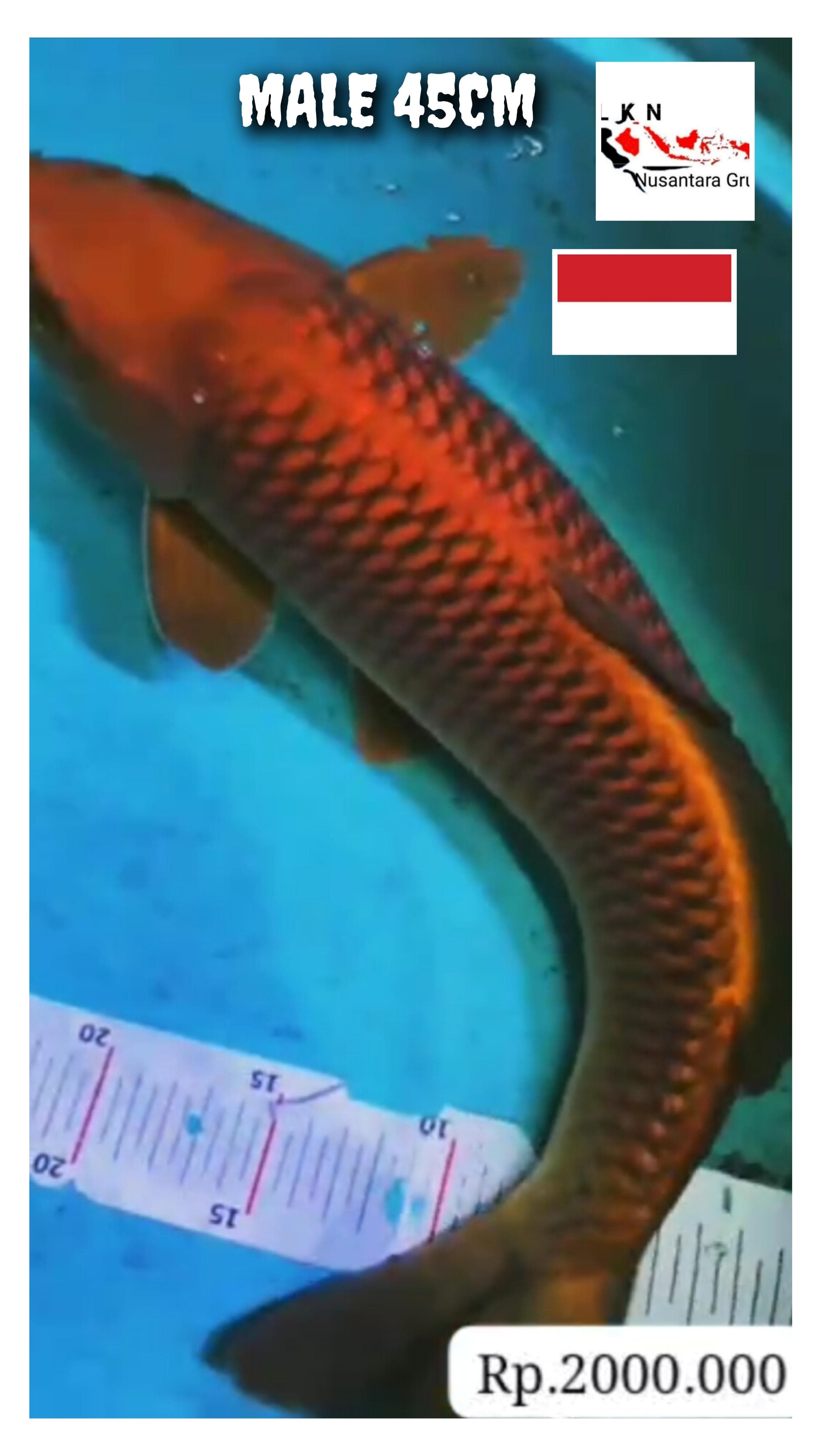SUPER CAGOI TEMBAGA MALE BODY TORPEDO ISTIMEWA LOKASI BOJONEGORO 45cm