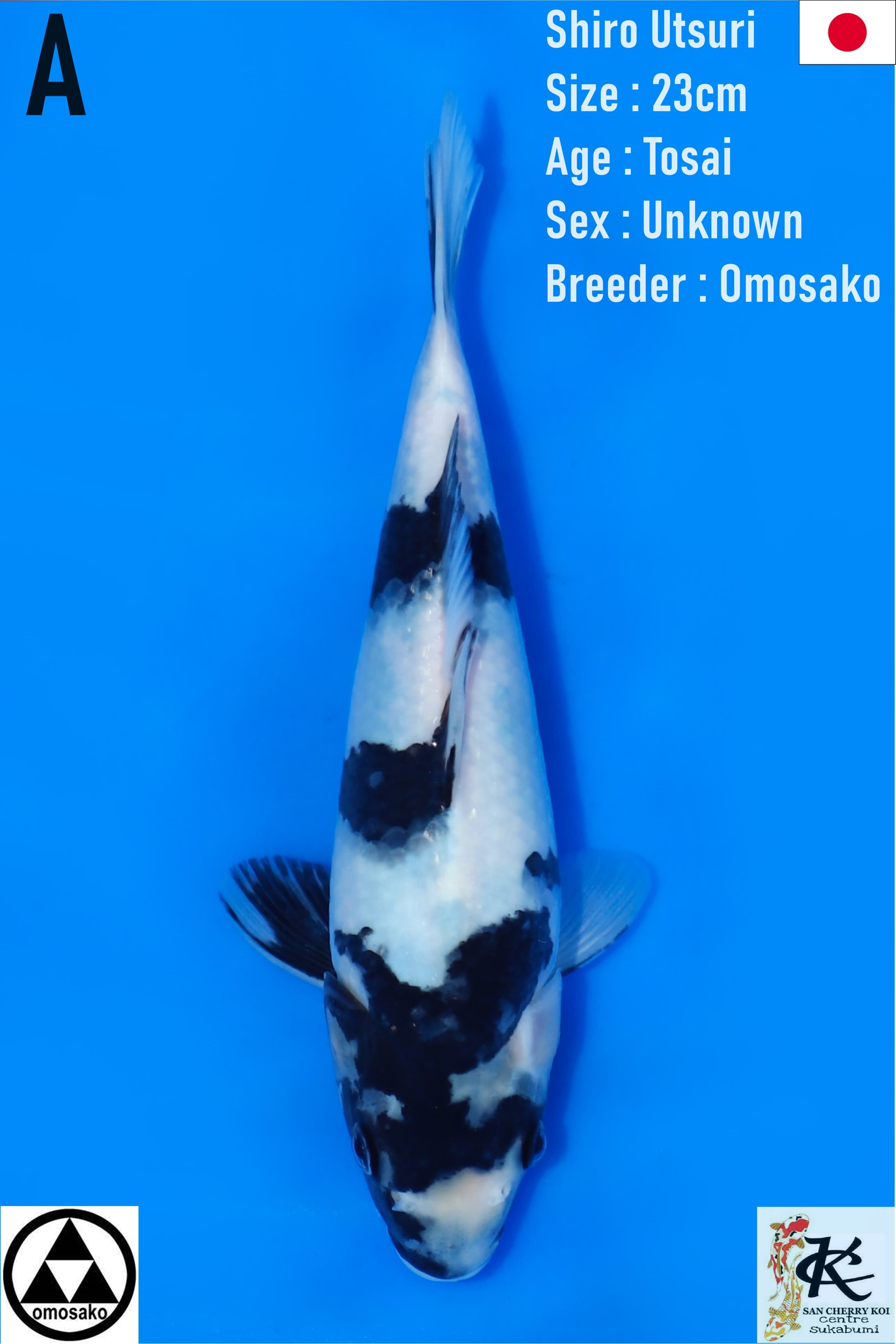 LELANG TOSAI SHIRO OMOSAKO 23cm