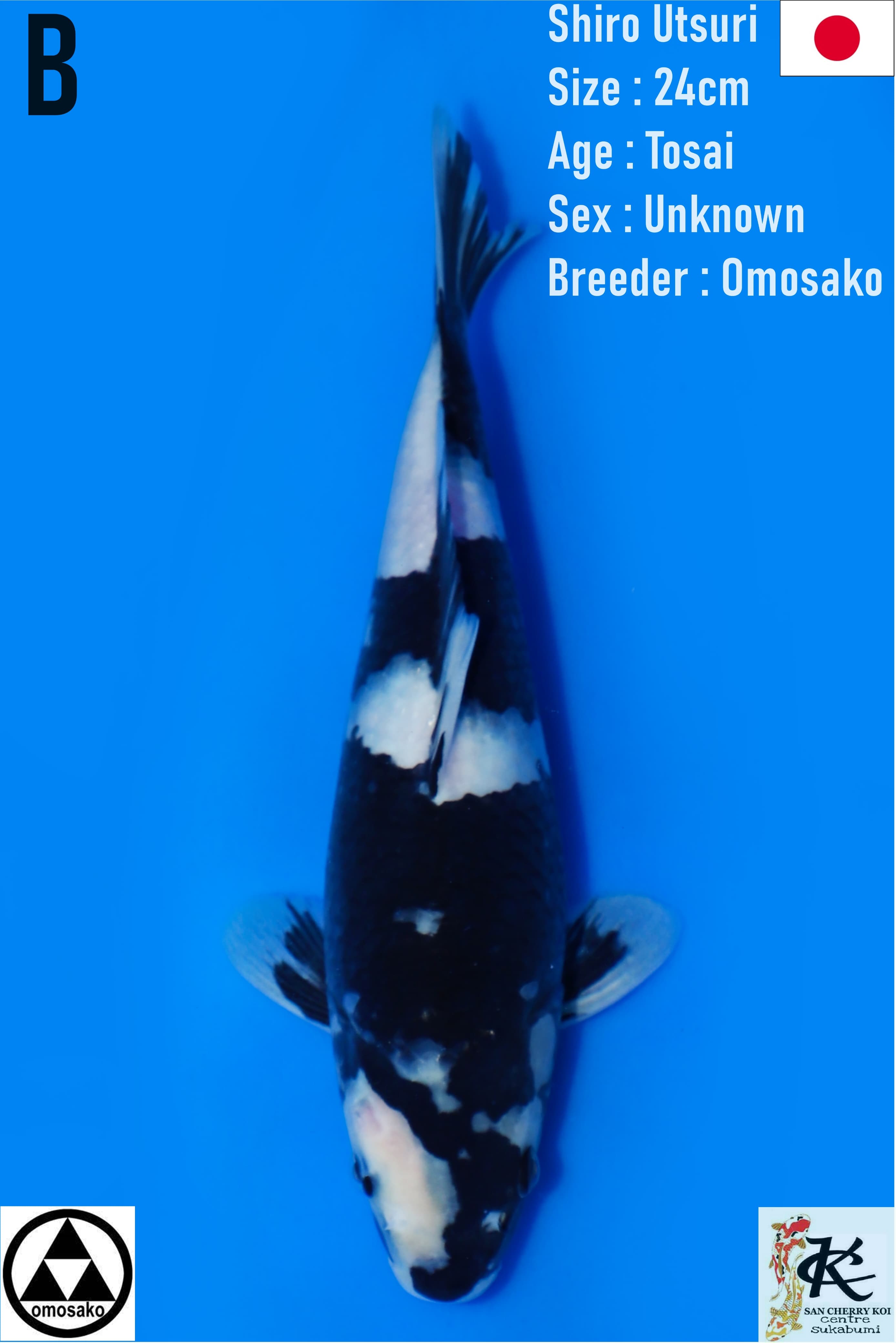 LELANG TOSAI SHIRO OMOSAKO 24cm