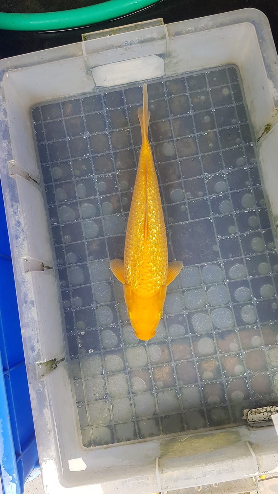 KARASI FUULL GINRIN 34cm