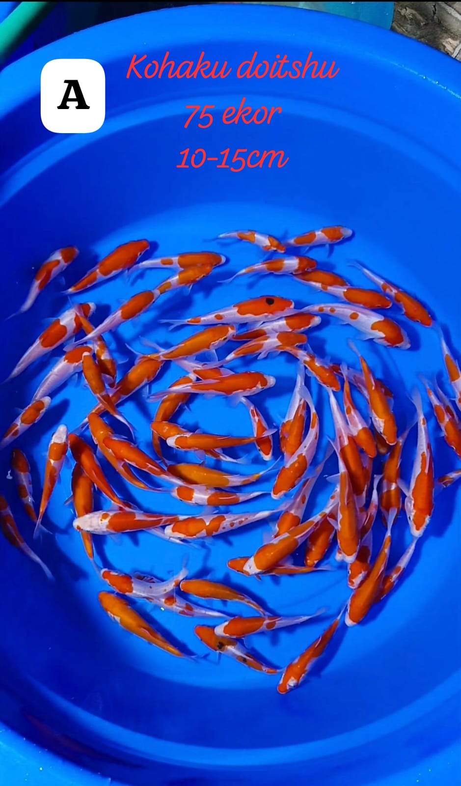 PAKET KOHAKU DOITSHU GRADE A 75 1015cm