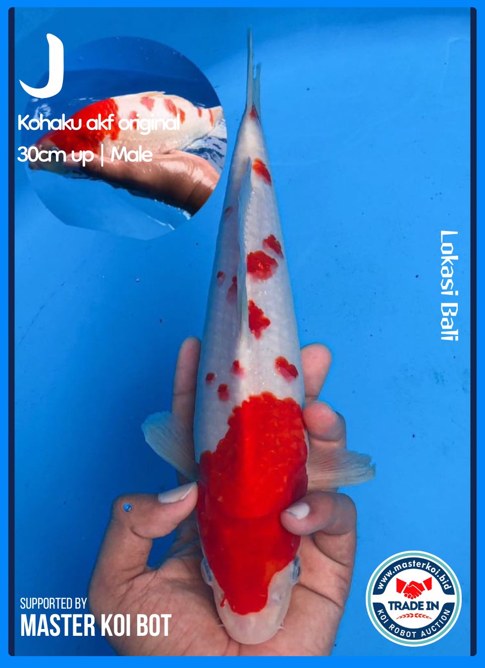 KOHAKU AKF ORIGINAL 30cm UP