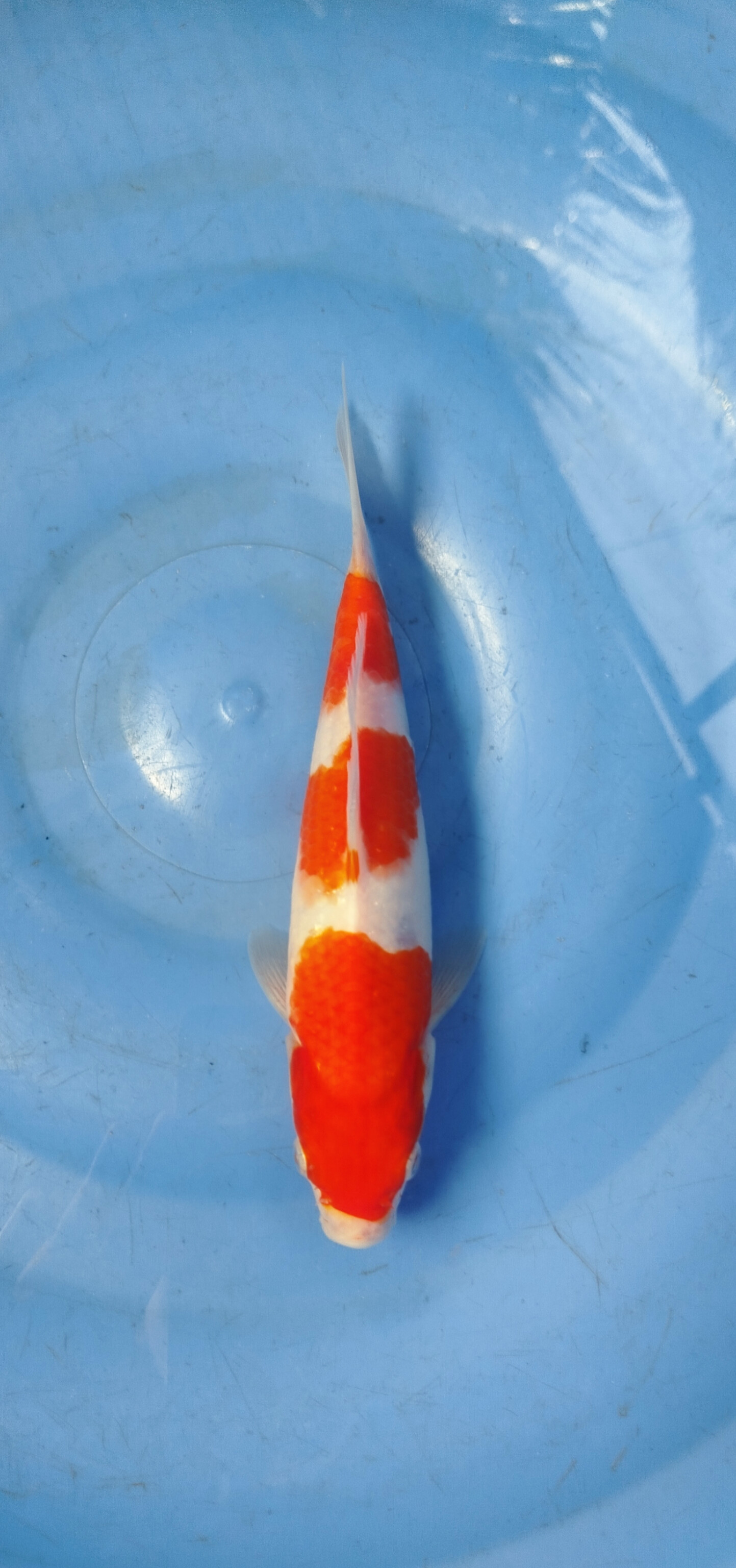 KOHAKU STEP 3 BL AKF 22cm