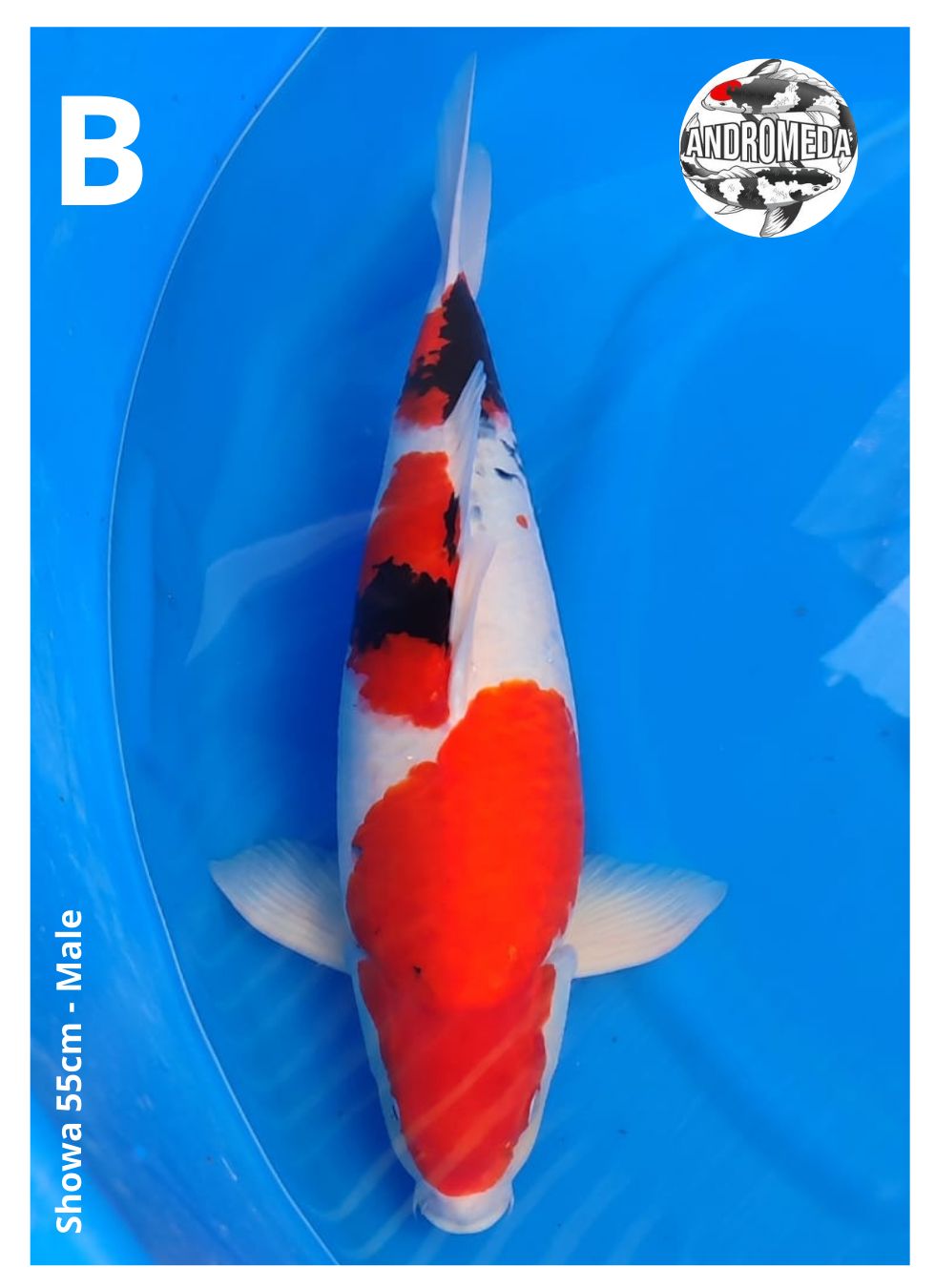 SHOWA 55cm
