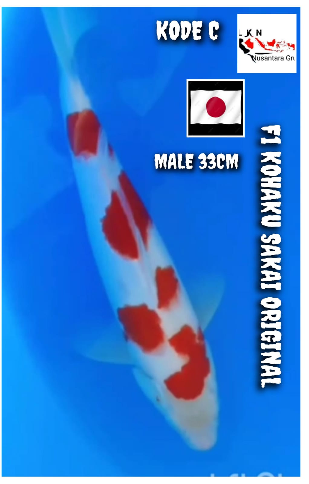 F1 KOHAKU SAKAI ORIGINAL MALE LOKASI BOJONEGORO 33cm