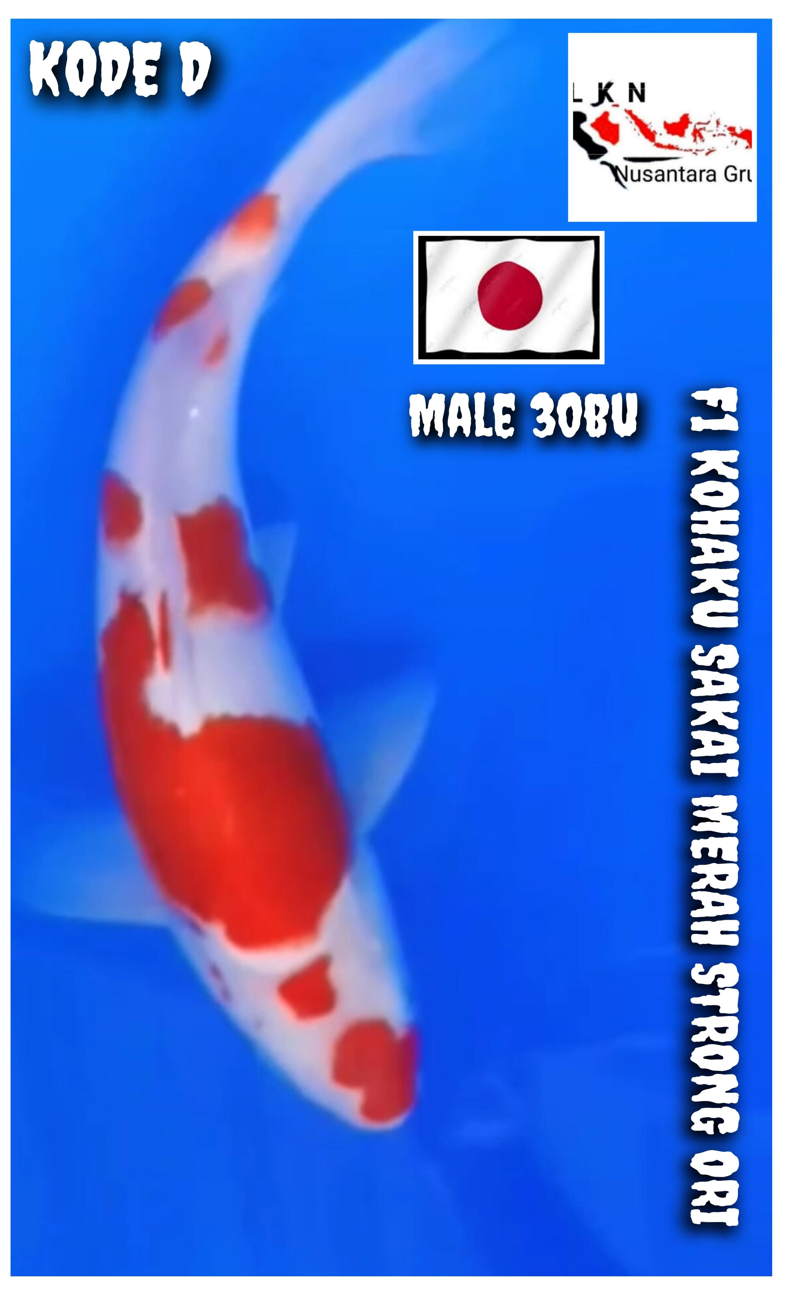 F1 KOHAKU SAKAI ORIGINAL MALE ISTIMEWA LOKASI BOJONEGORO 30BU 29cm
