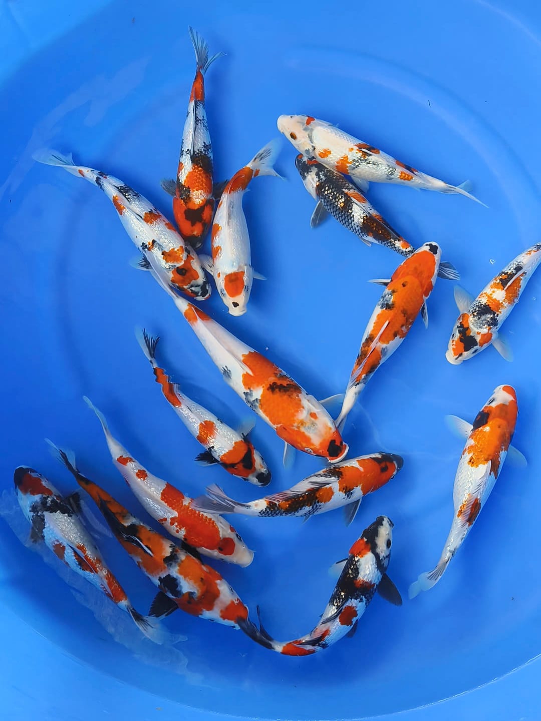 SHOWA GINRIN MENYALA 15 EKR 2535cm 35cm