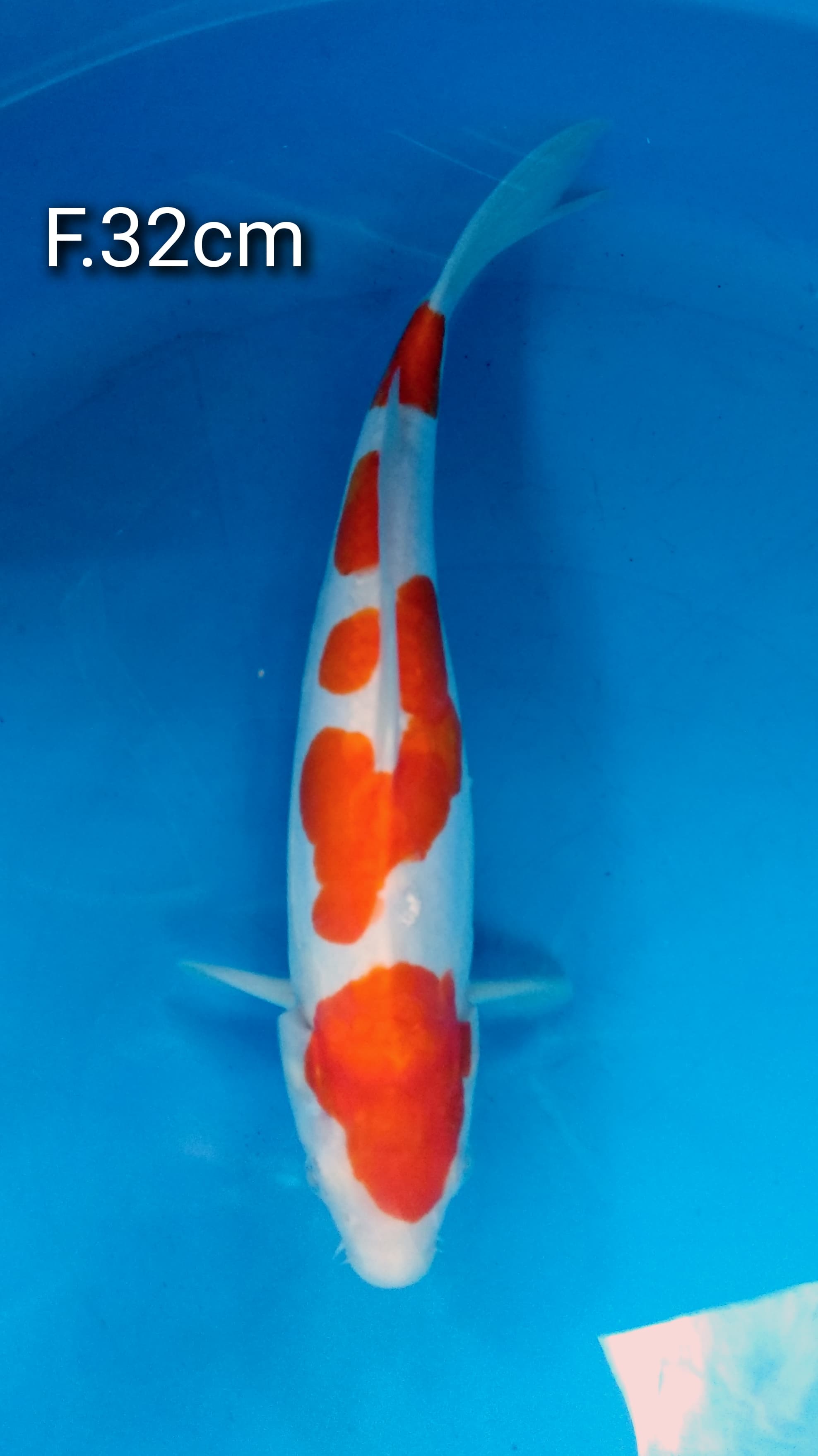 KOHAKU DOITSU 32cm