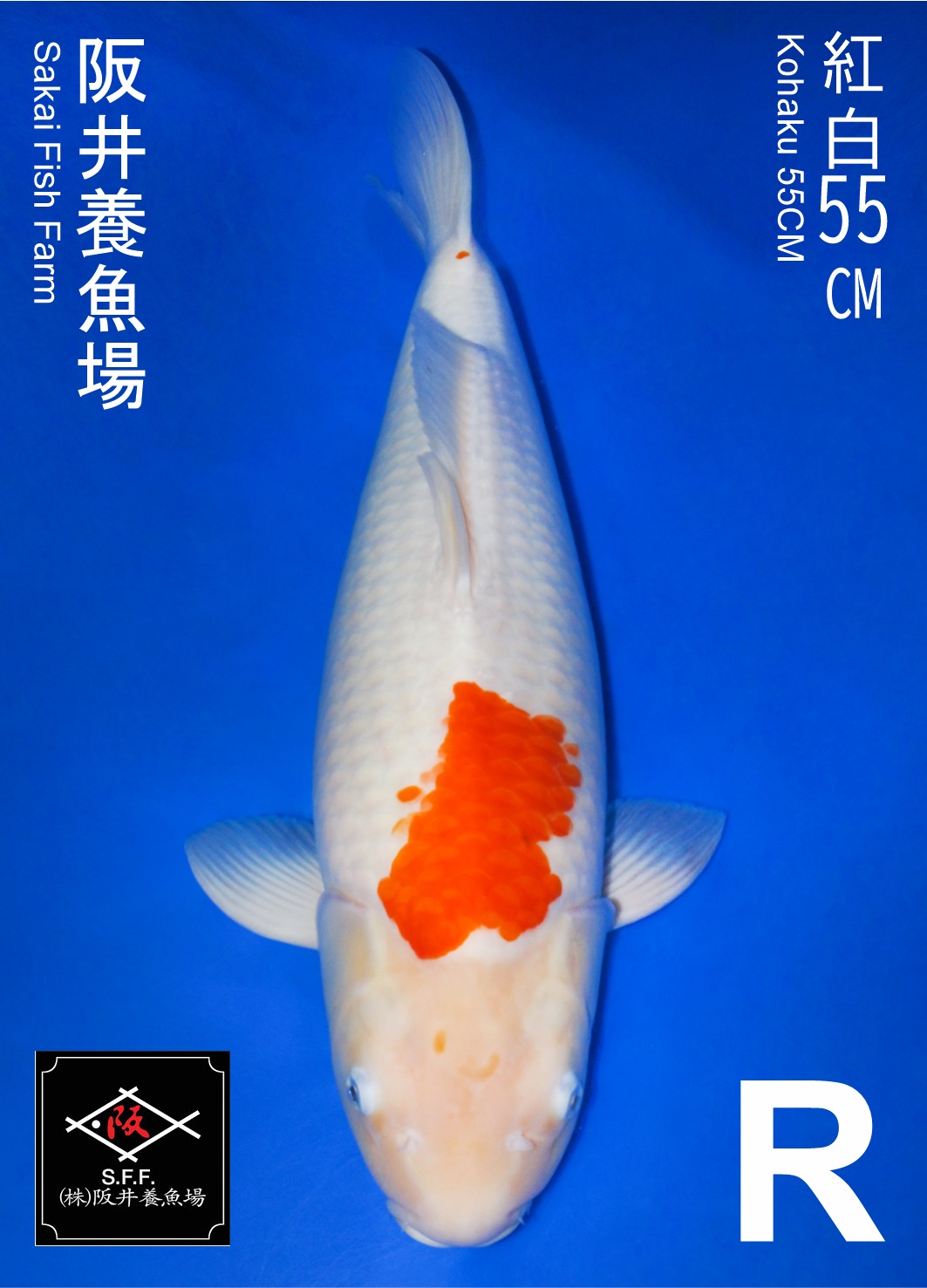 KOHAKU SAKAI 55cm