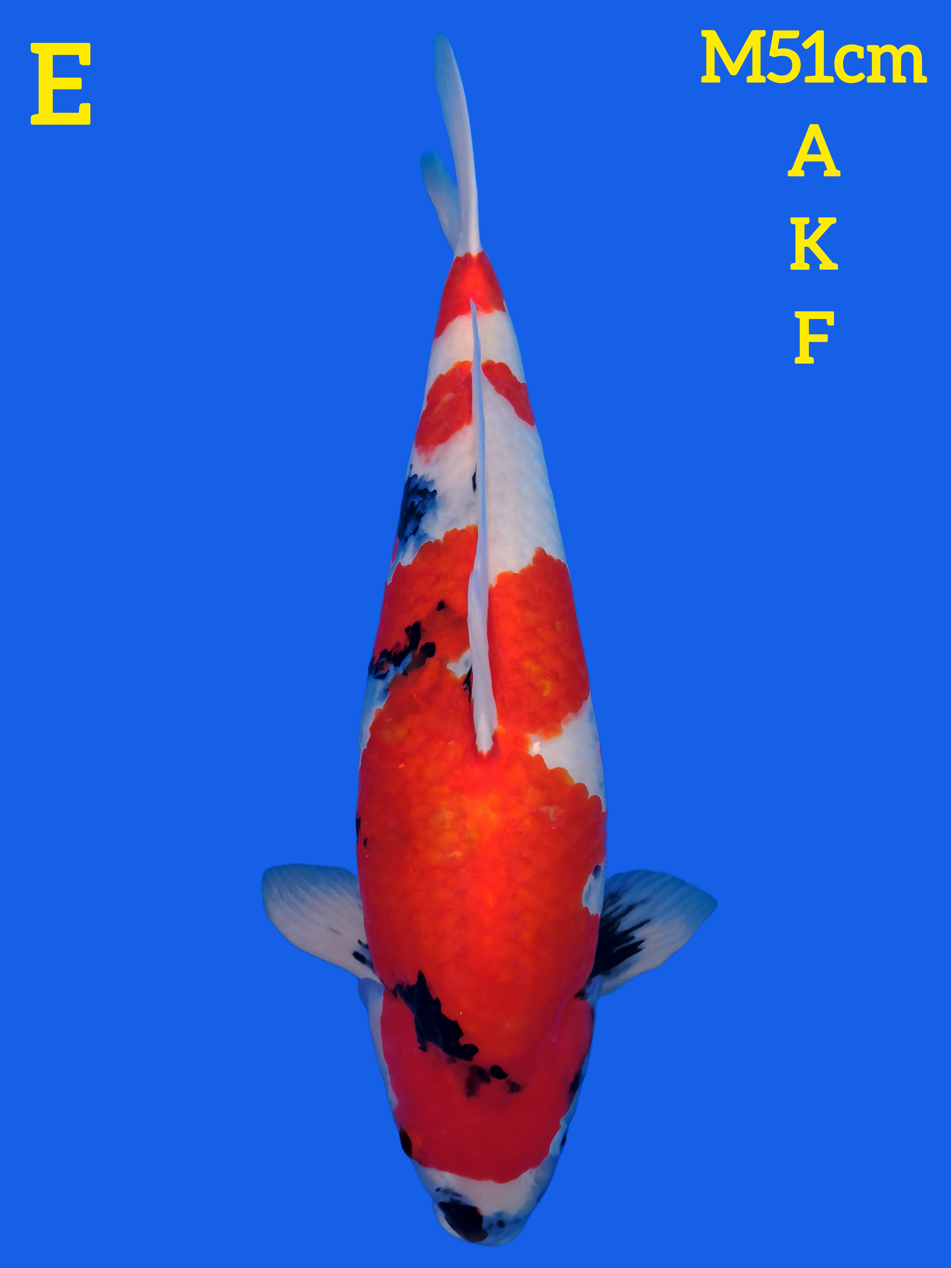 SHOWA SANSHOKU 51cm