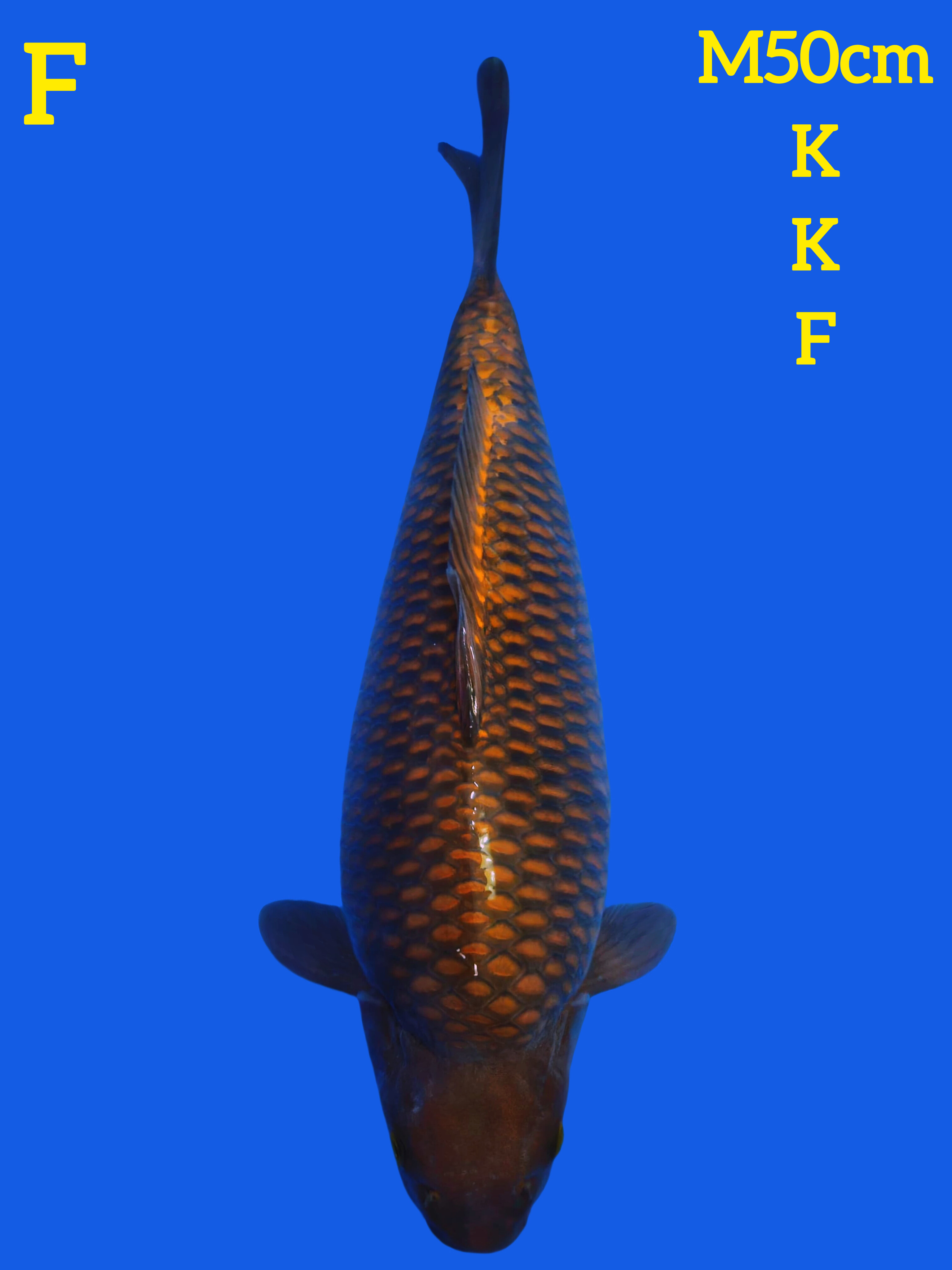 CAGOI TEMBAGA KKF 50cm