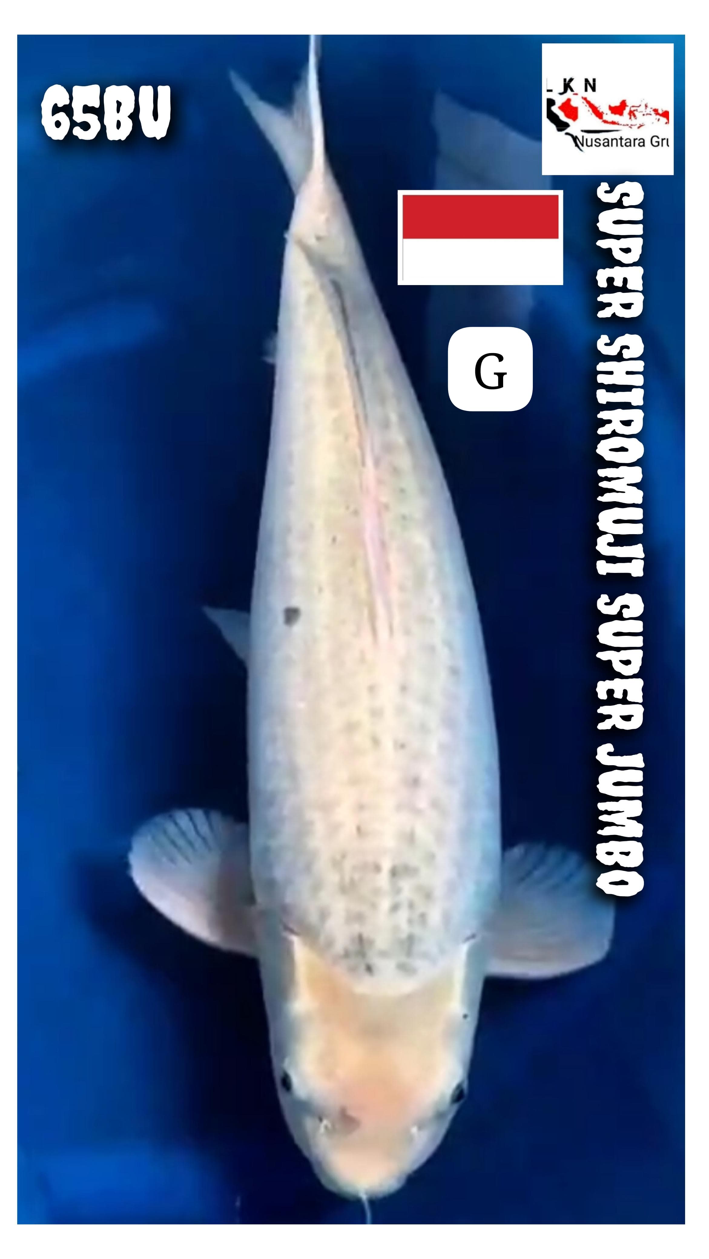 SUPER SHIROMUJI JUMBO TORPEDO ISTIMEWA LOKASI BLITAR 65BU 63cm