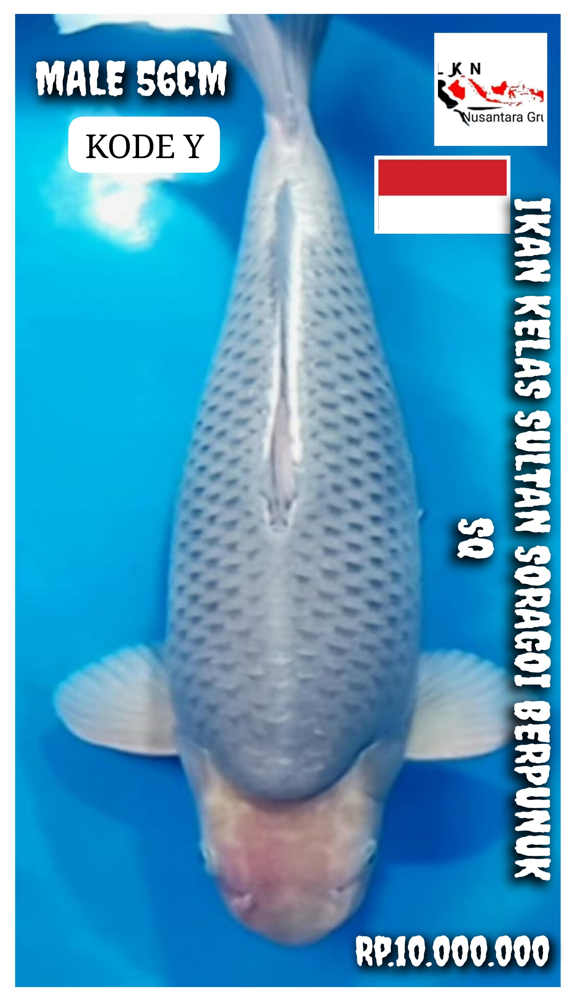 IKAN KELAS SULTAN SUPER SORAGOI BERPUNUK SQ JUMBO MALE ISTIMEWA LOKASI CIKARANG 56cm