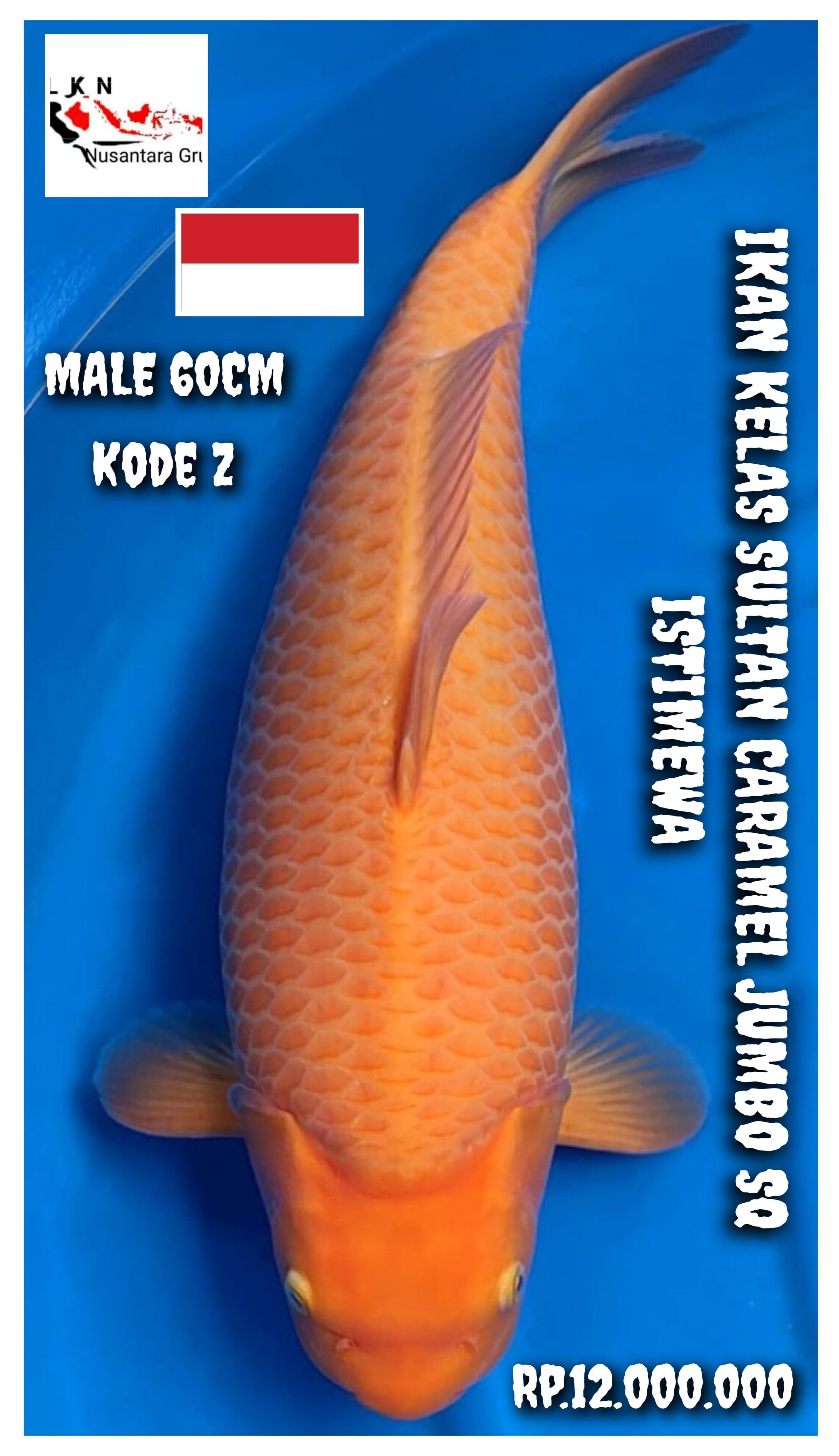 IKAN KELAS SULTAN SUPER CARAMEL JUMBO MALE ISTIMEWA LOKASI CIKARANG 60cm