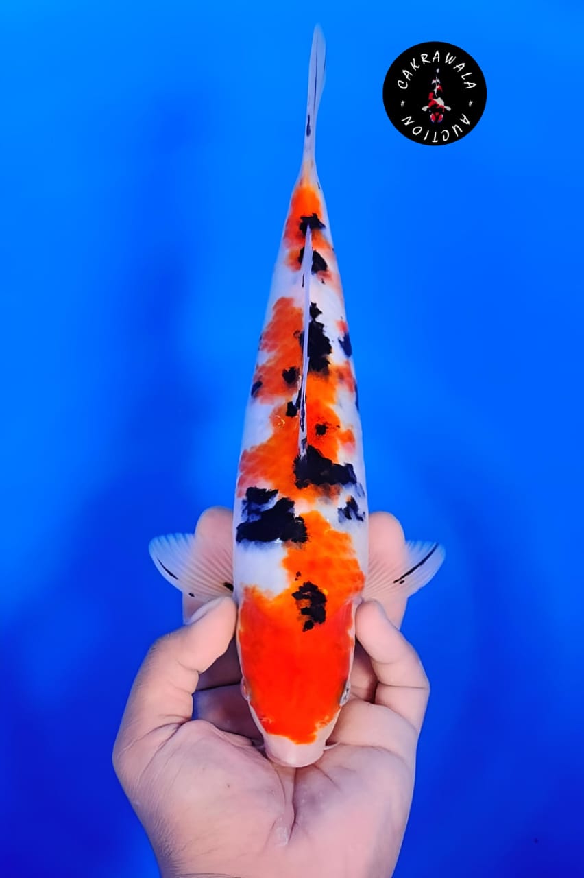 SANKE 29cm