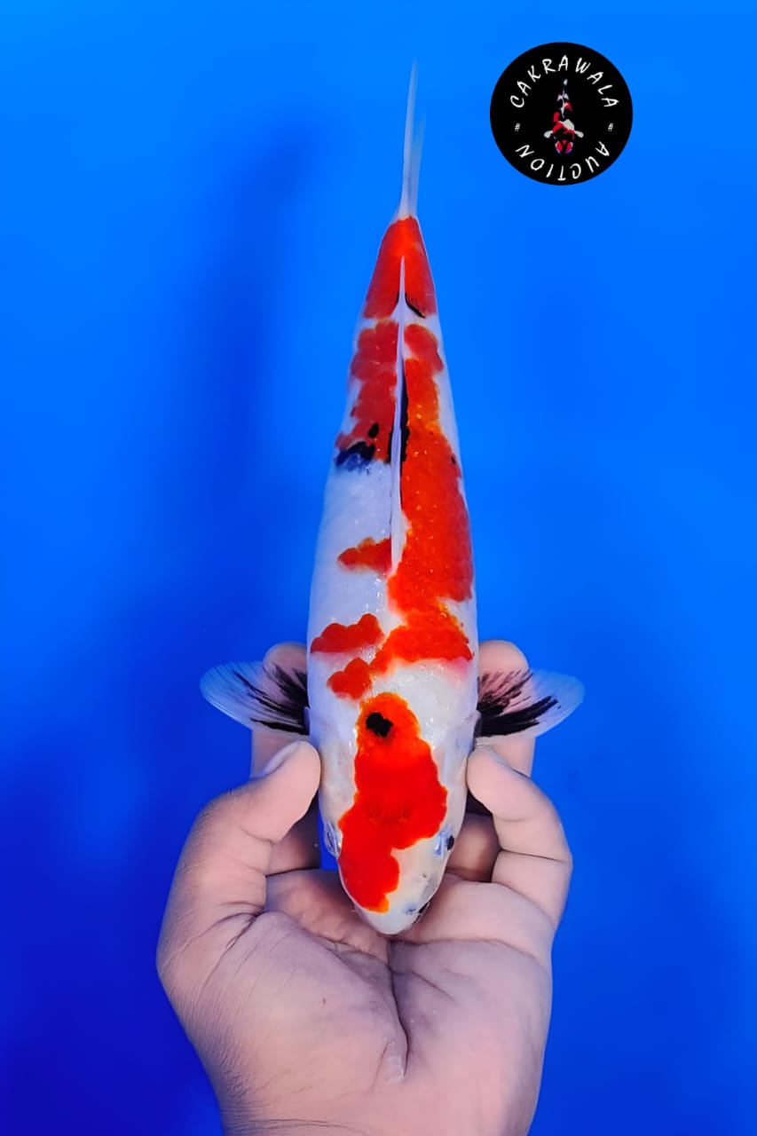 SHOWA 26cm