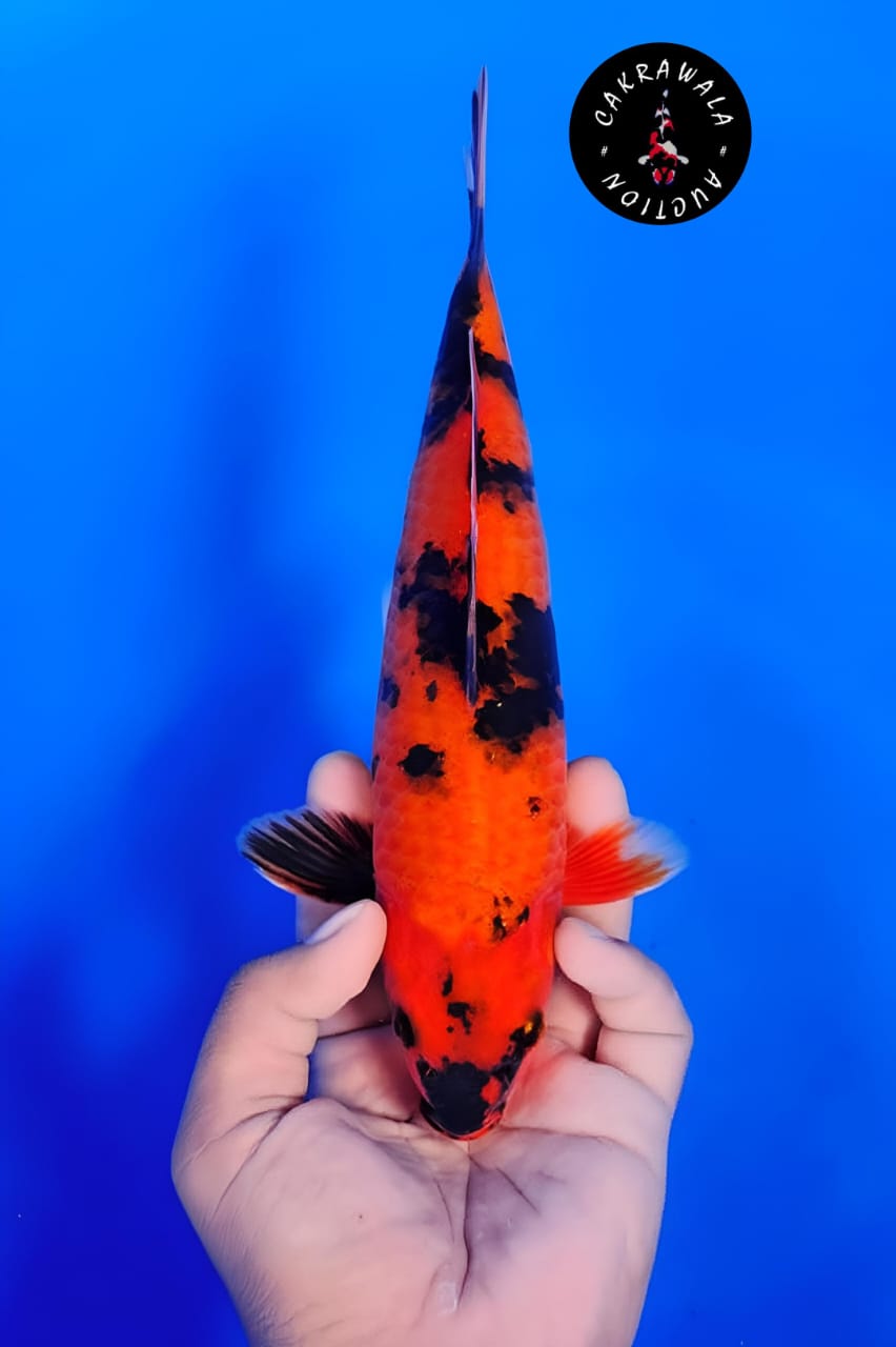 HI SHOWA 26cm