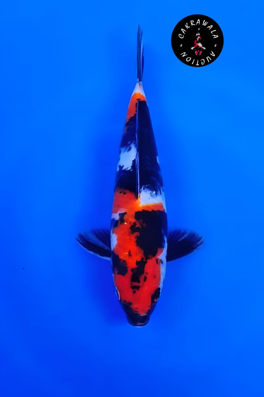 SHOWA 24cm