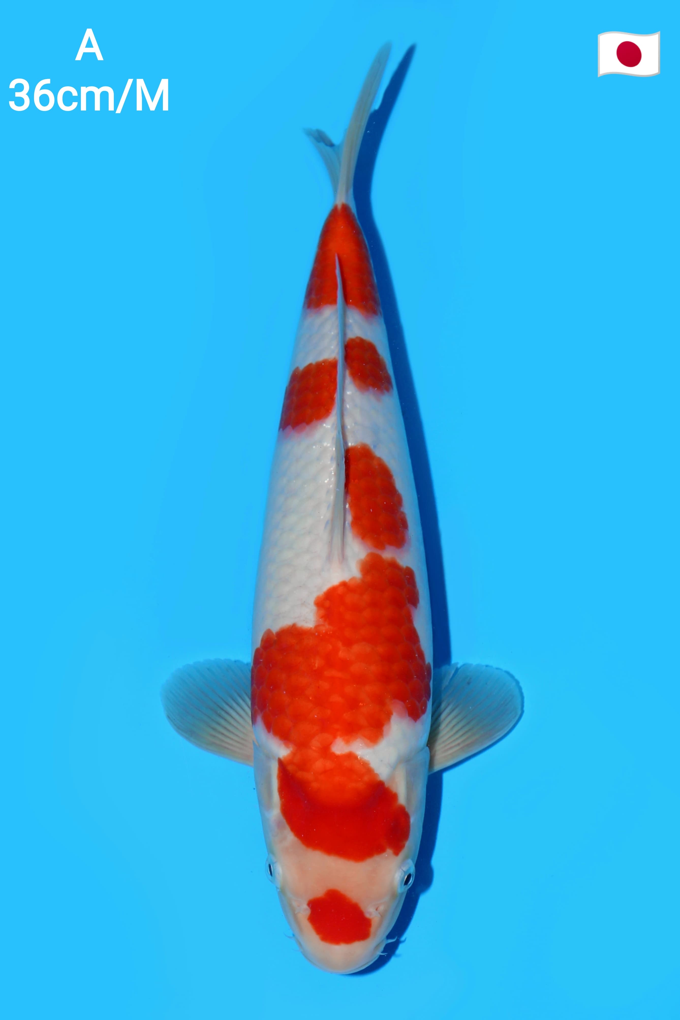 KOHAKU MATSUE KOI FARM JUMBO TOSAI UNKNOWN 36cm
