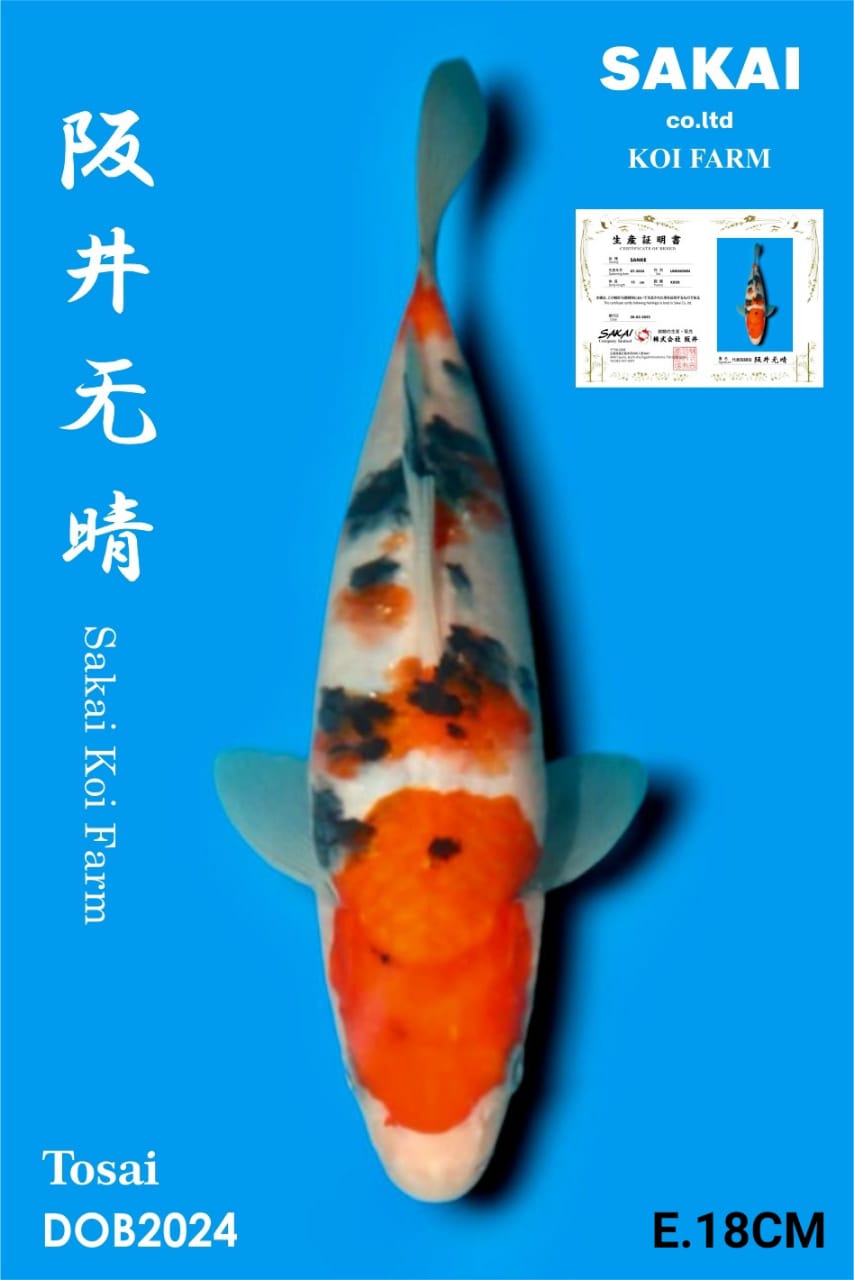 SANKE IMPORT SAKAI KOI BEST QUALITY KOI FARM18cm