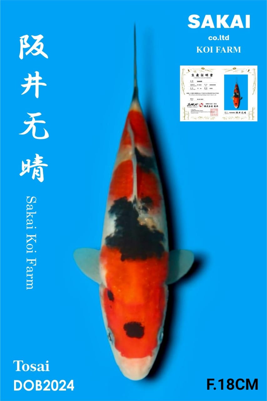 SANKE IMPORT SAKAI KOI BEST QUALITY KOI FARM18cm