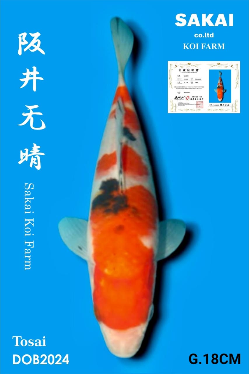 SANKE IMPORT SAKAI KOI BEST QUALITY KOI FARM18cm