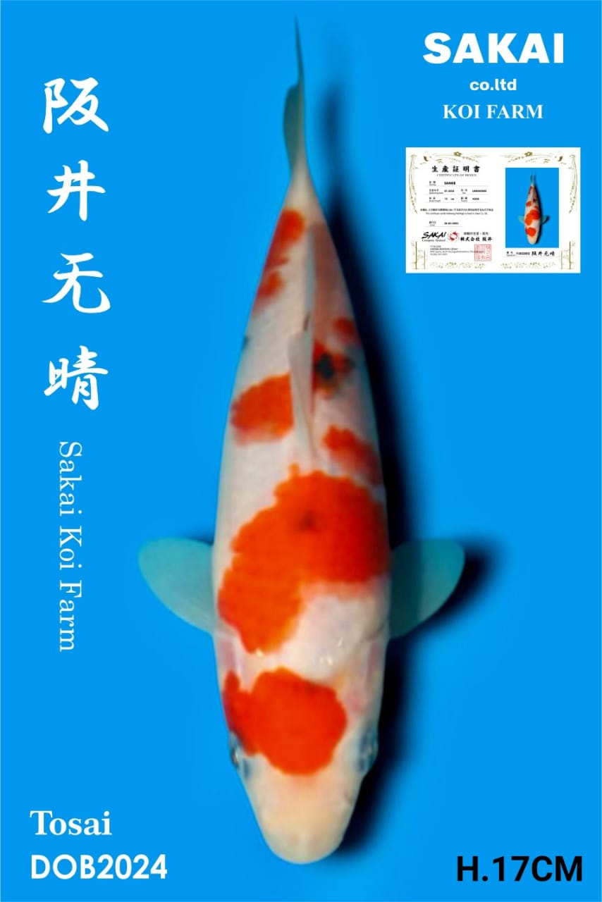 SANKE IMPORT SAKAI KOI BEST QUALITY KOI FARM17cm