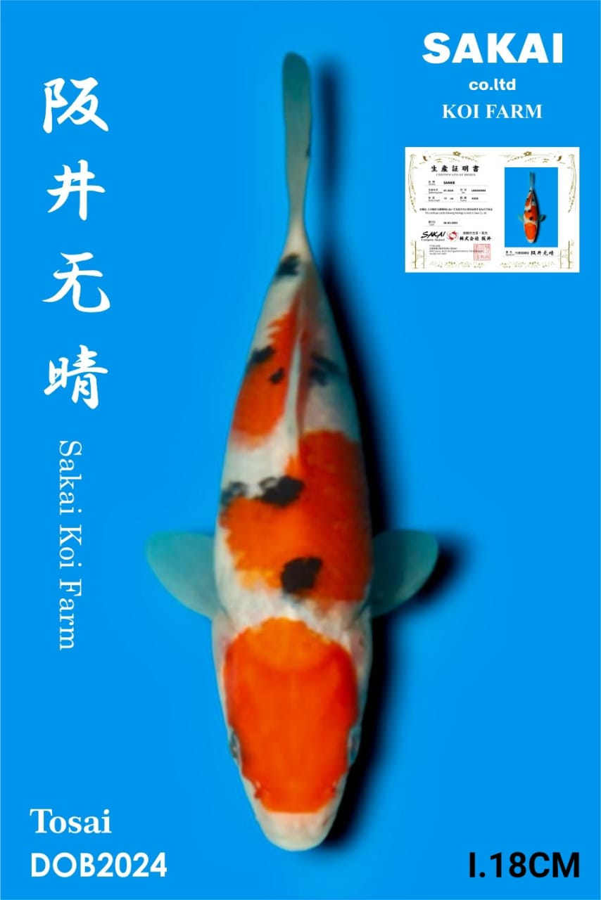 SANKE IMPORT SAKAI KOI BEST QUALITY KOI FARM18cm